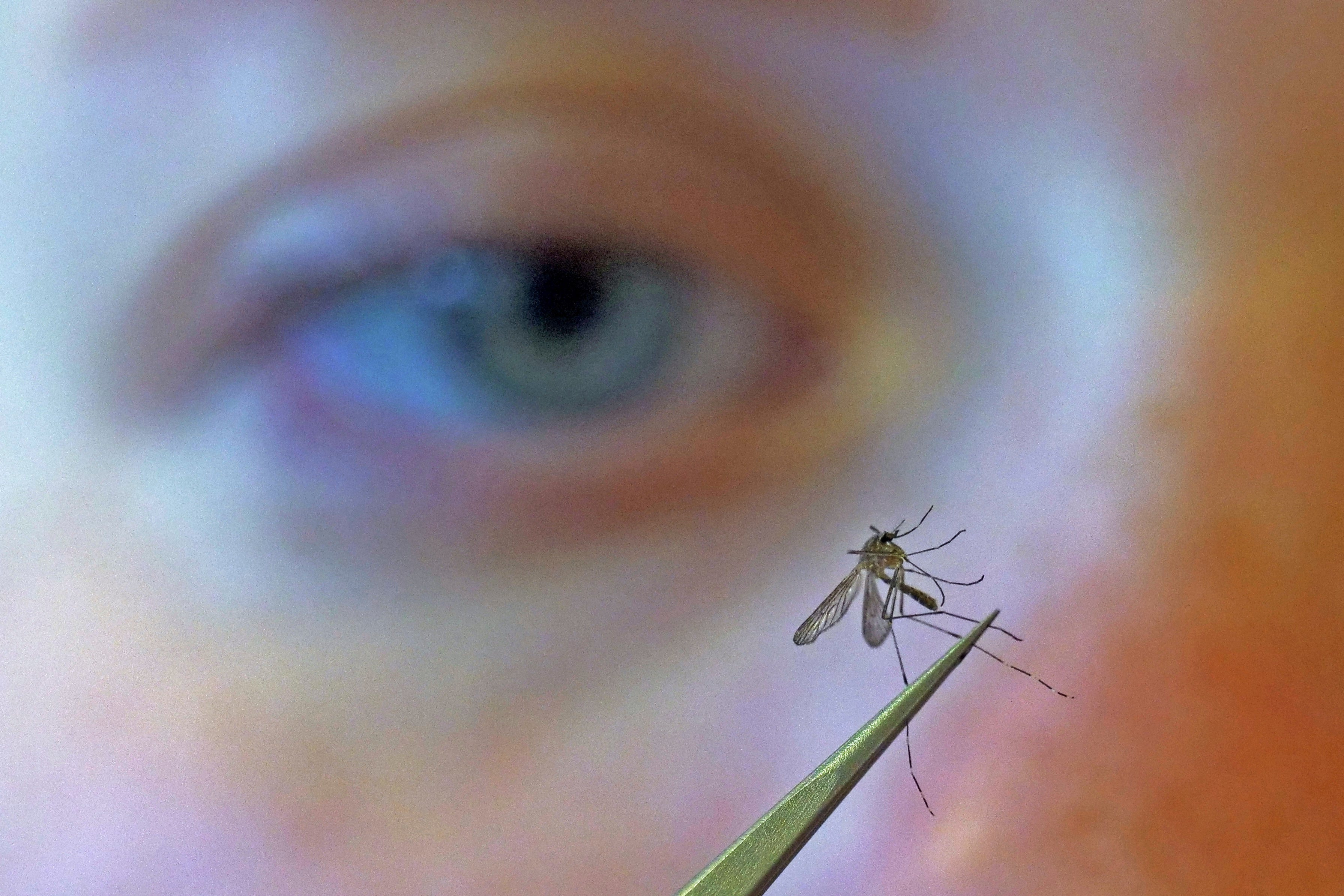 West Nile Virus