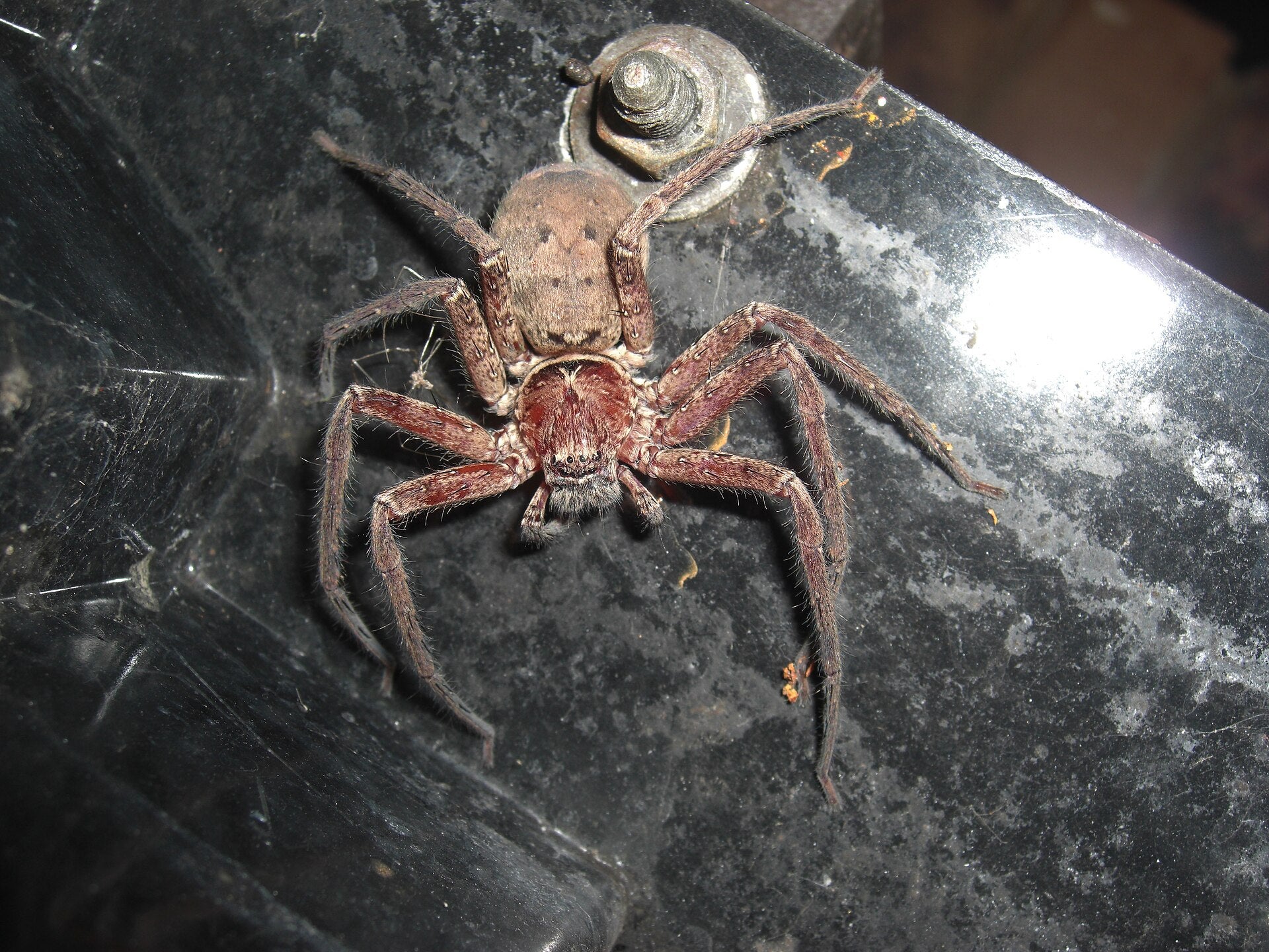 Australian spider declared world’s fastest after record-breaking sprint