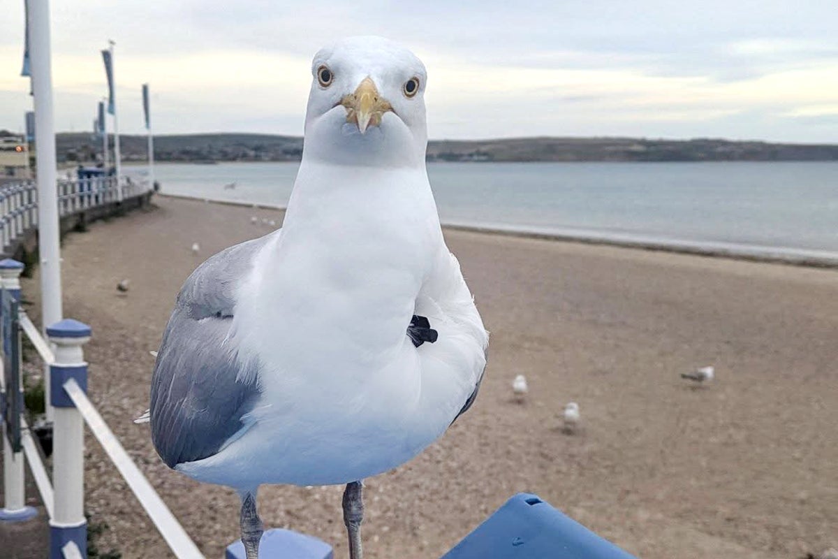 Seagull spotted hopping around Weymouth beach with crossbow belt embedded in chest