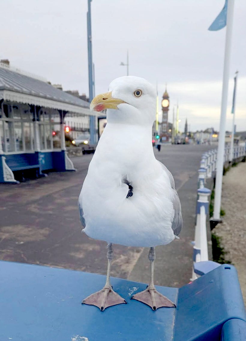 The gull was spotted at Weymouth Beach in Dorset