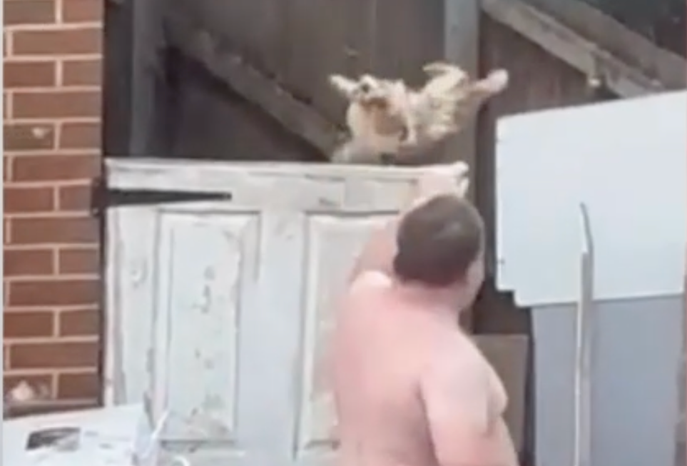 Man banned from keeping animals after being filmed throwing malnourished dog over 6ft gate