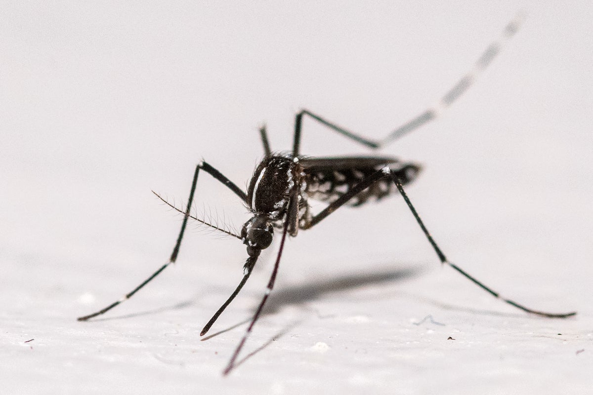 UK mosquito numbers could increase in September due to warm weather UK mosquito numbers could increase in September due to warm weather