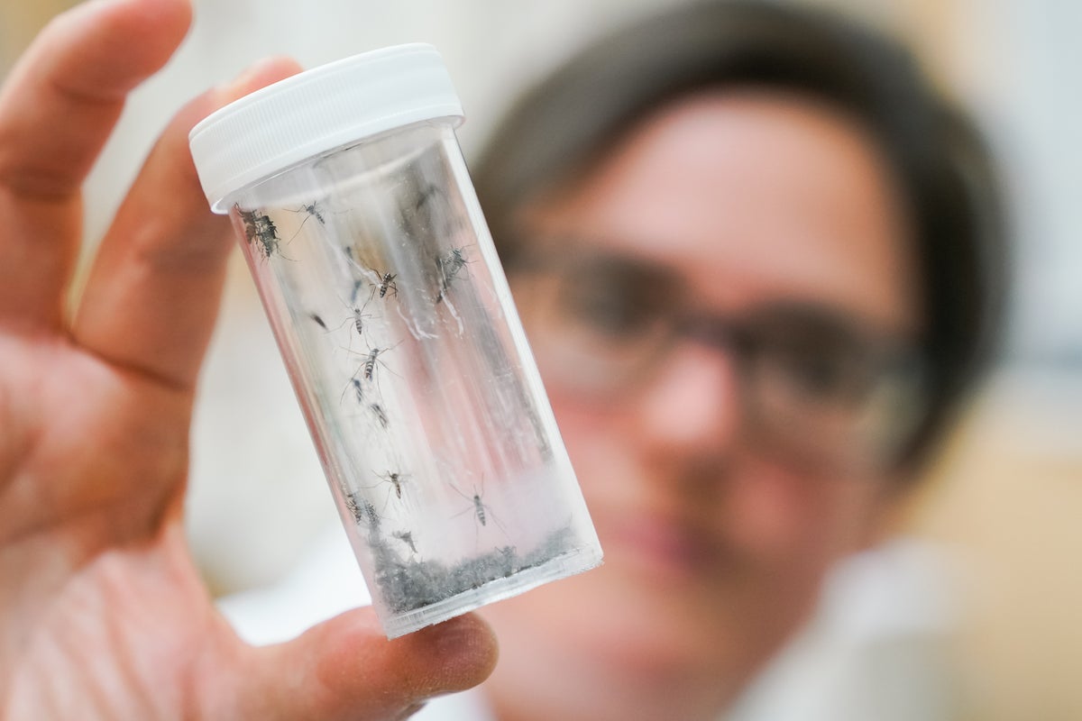 600,000 mosquitos are being dropped around Washington DC to kill off blood-sucking pests – UK Times 600,000 mosquitos are being dropped around Washington DC to kill off blood-sucking pests – UK Times