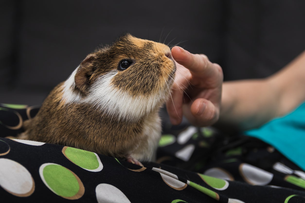 The couple intends to breed and consume 'small-scale livestock', including guinea pigs