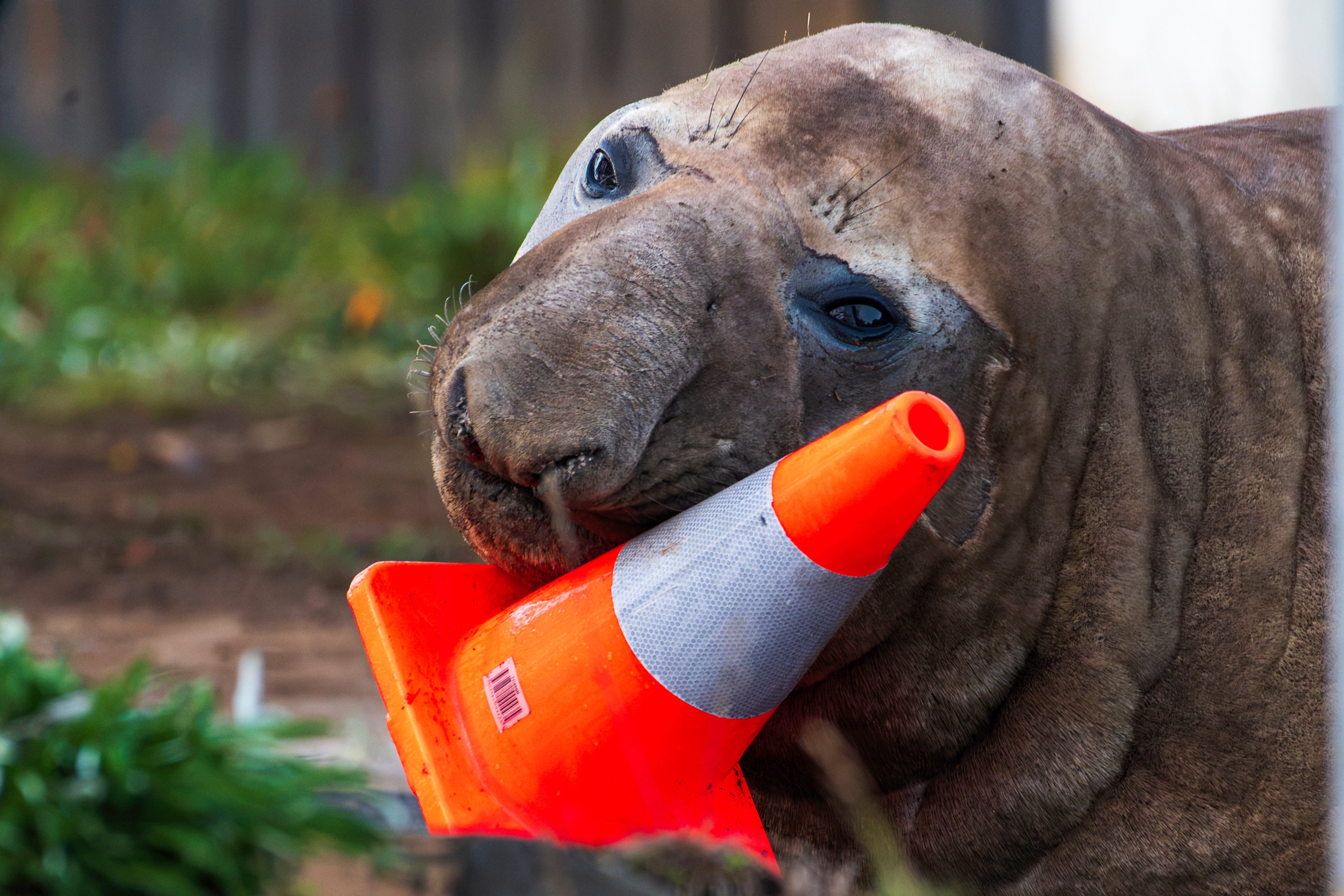 Neil plays with a traffic cone in Tasmania (Sam Volker Photography)