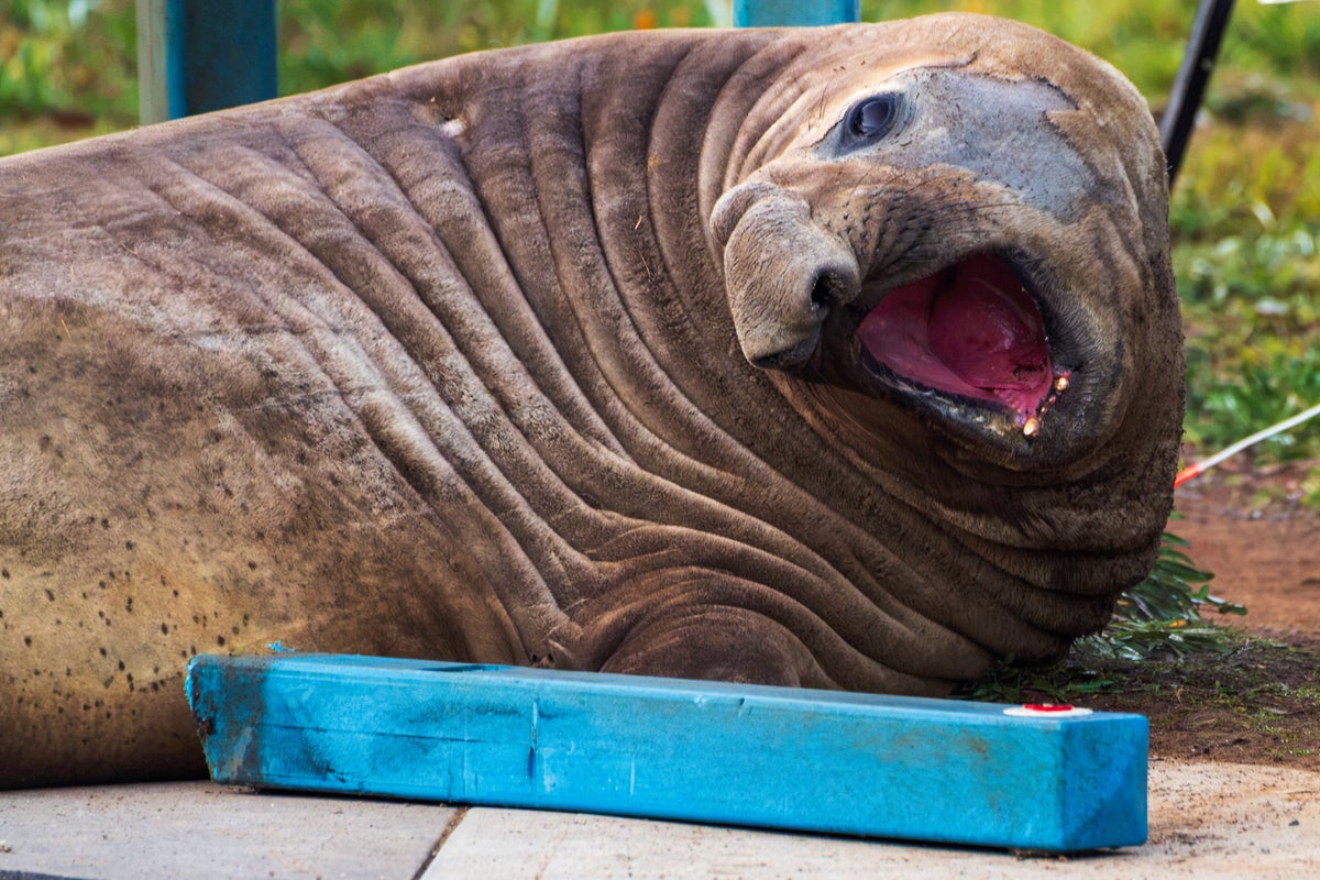 How Neil the Seal ended up pushing traffic cones and climbing on cars