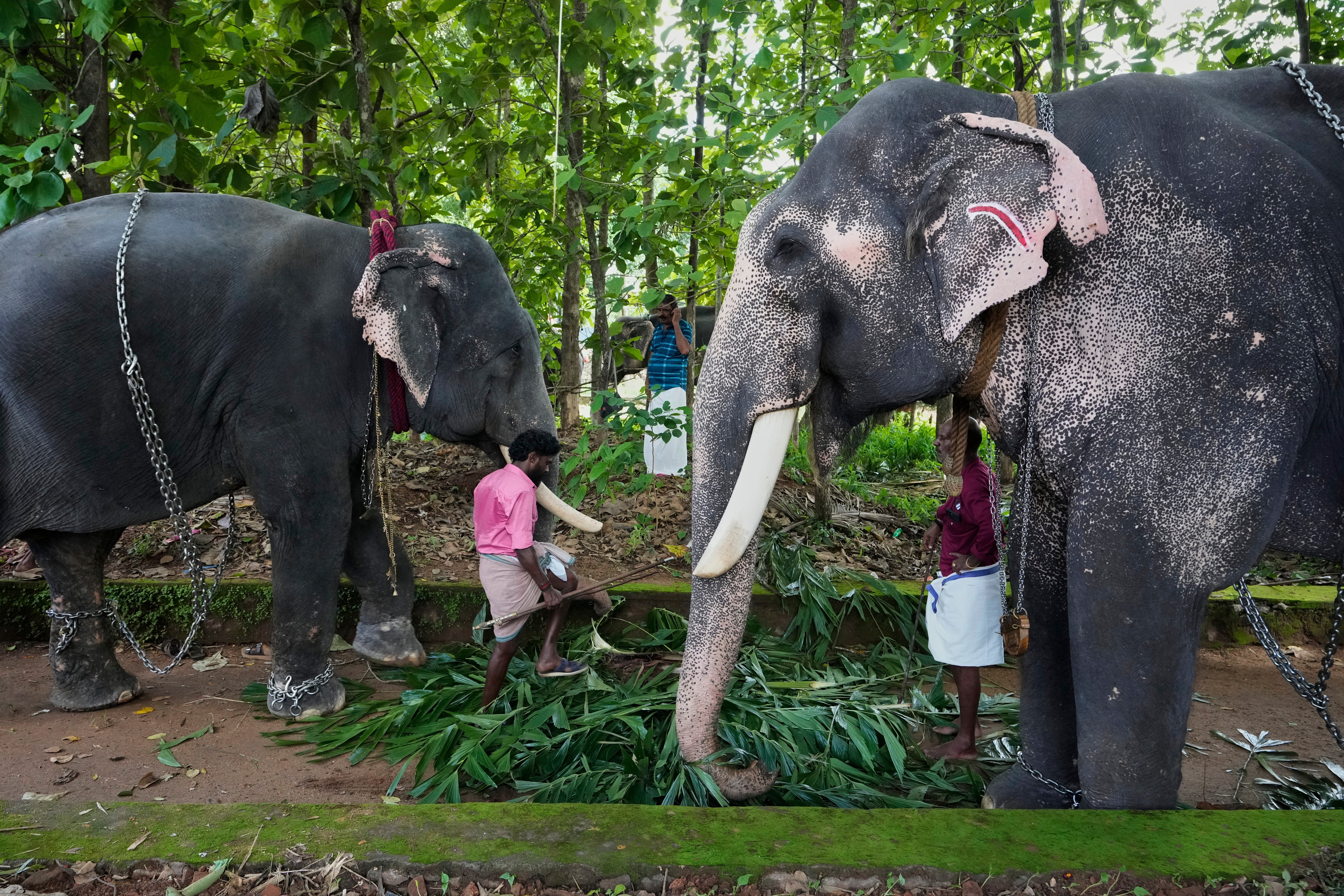 Mahouts feed elephants before they are taken for participation in the elephant pageant, or Gajamela, held as part of an annual festival in Thiruvanvandoor, in the southern Indian state of Kerala, Tuesday, May 19, 2026. (AP Photo/Aijaz Rahi) (Copyright 2026 The Associated Press. All rights reserved)
