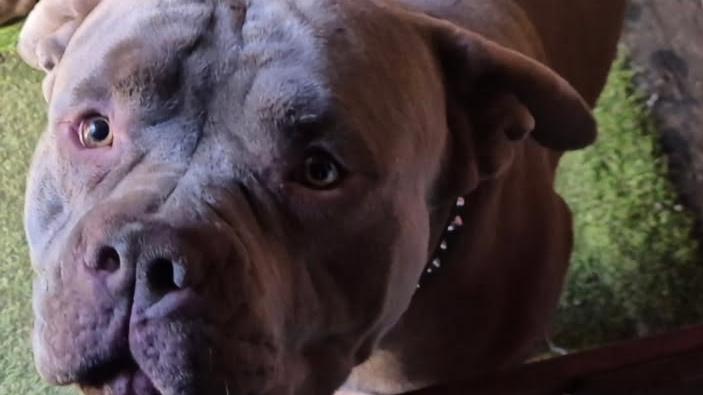 Pit bull on the loose after killing pet and injuring man in ‘nightmare’ attack