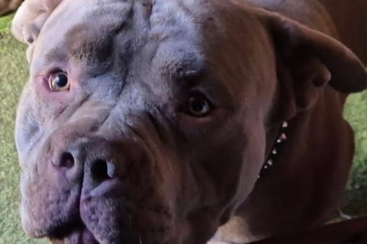 'Kabus' saldırısında evcil hayvanı öldürüp adamı yaralayan pitbull serbest kaldı