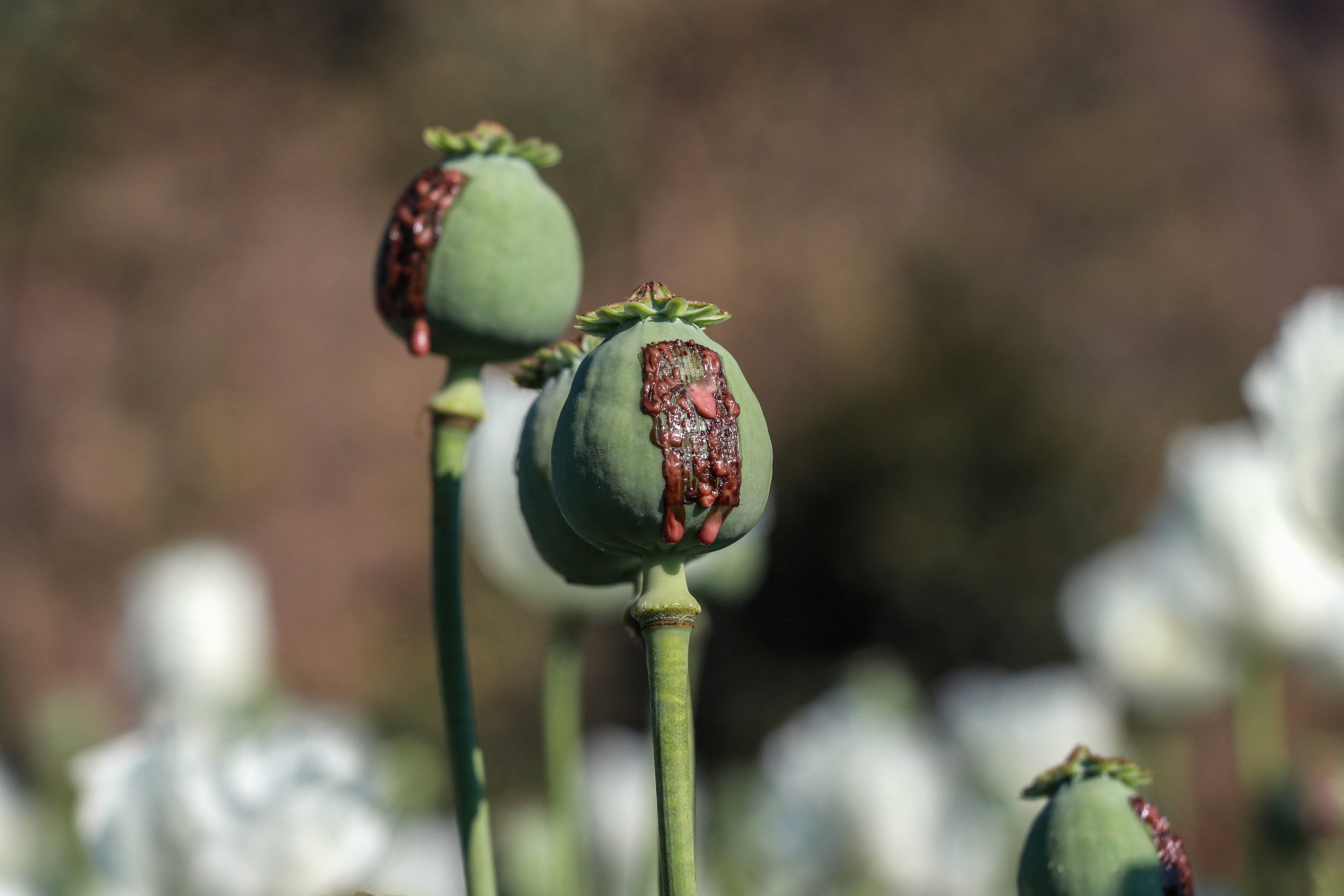War-torn Myanmar is the world's main known source of illicit opium