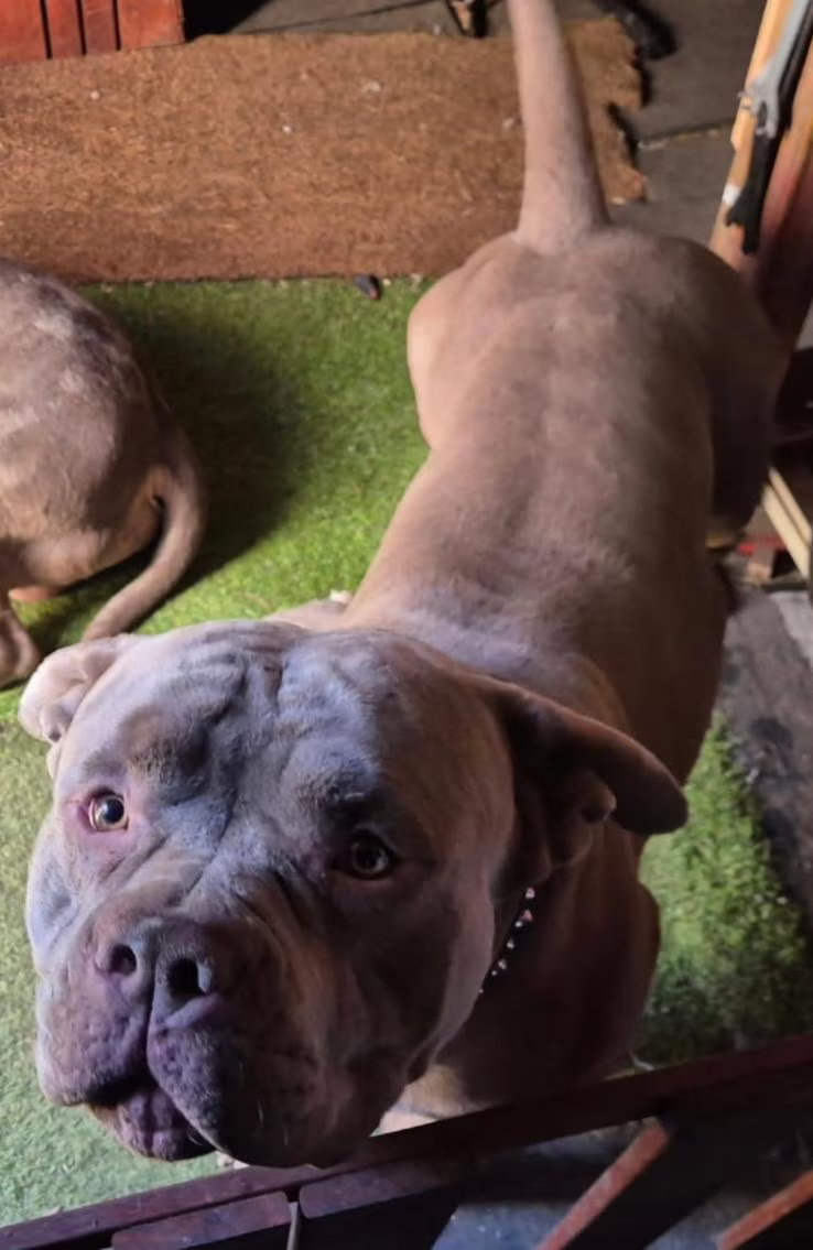 Small pet dog killed in attack by two pit bulls