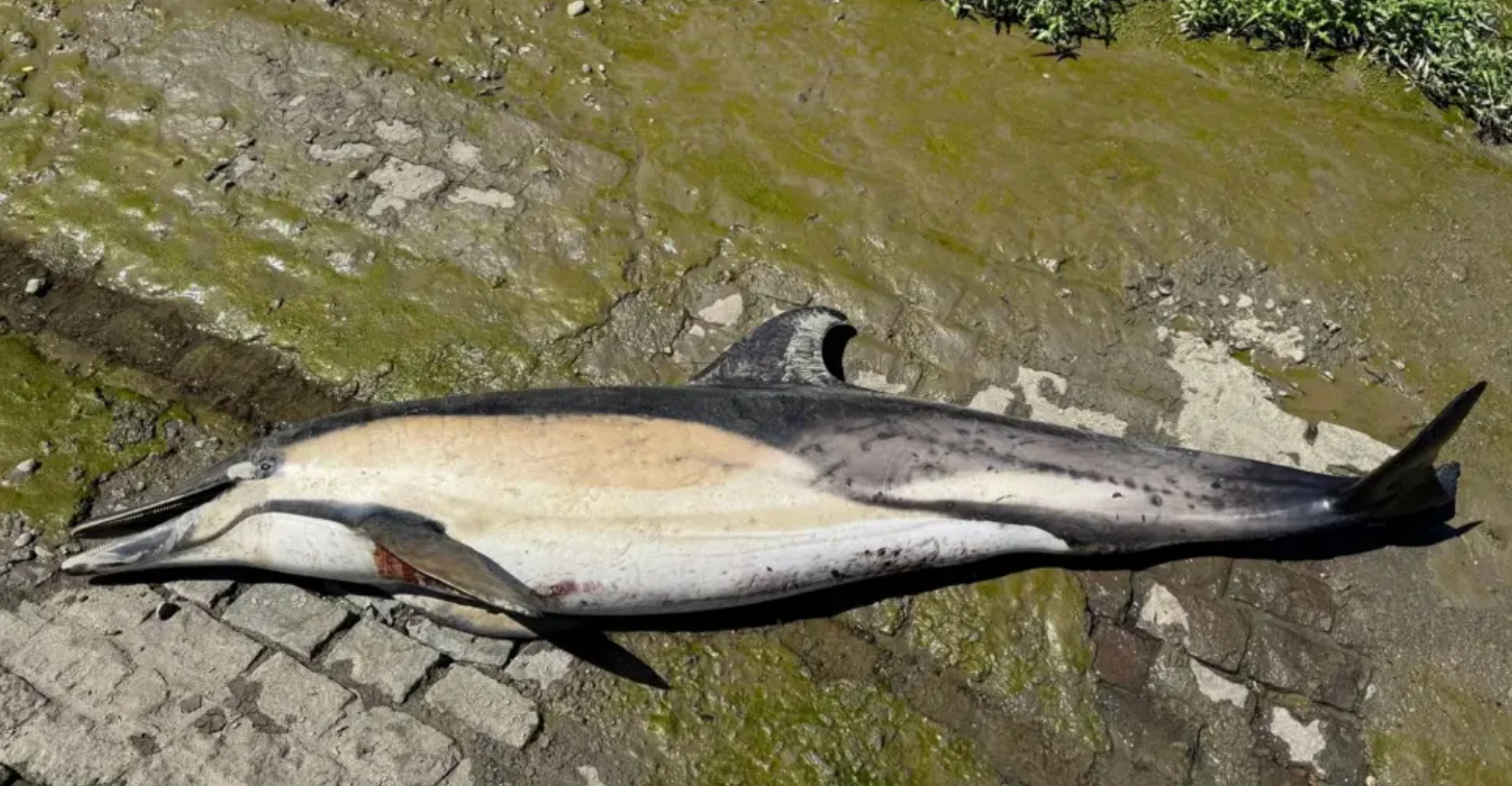 Dolphin found dead on bank of River Thames