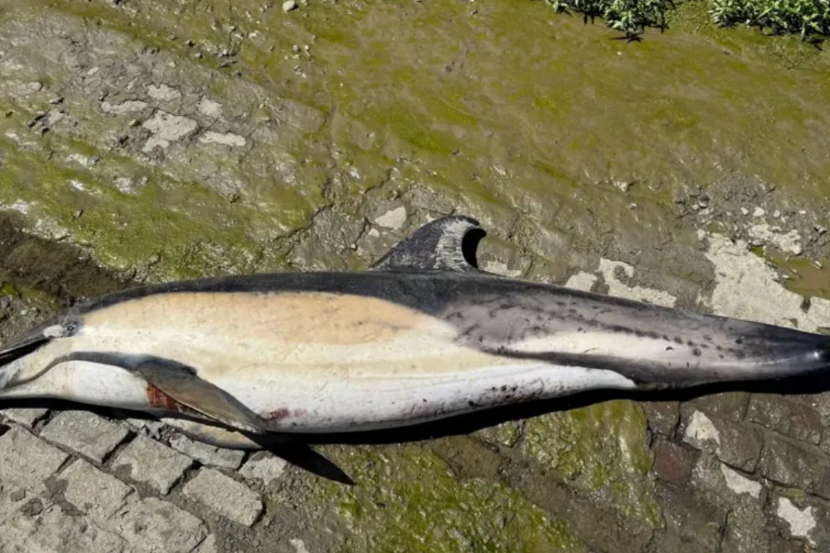 Dolphin found dead on bank of River Thames