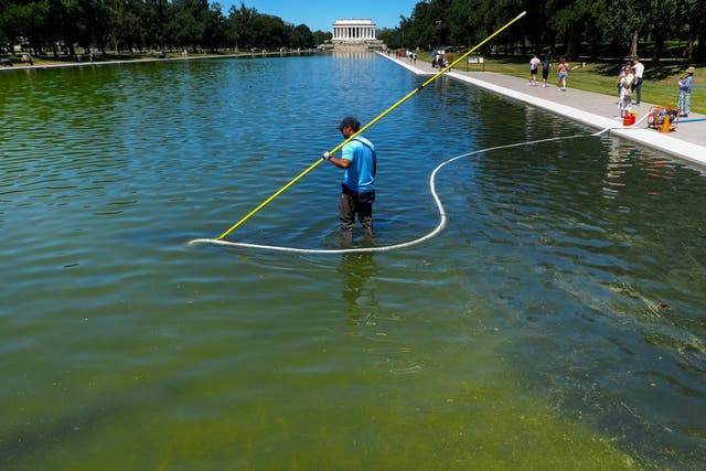 The pool’s water turned bright green amid the renovation efforts due to the appearance of algae