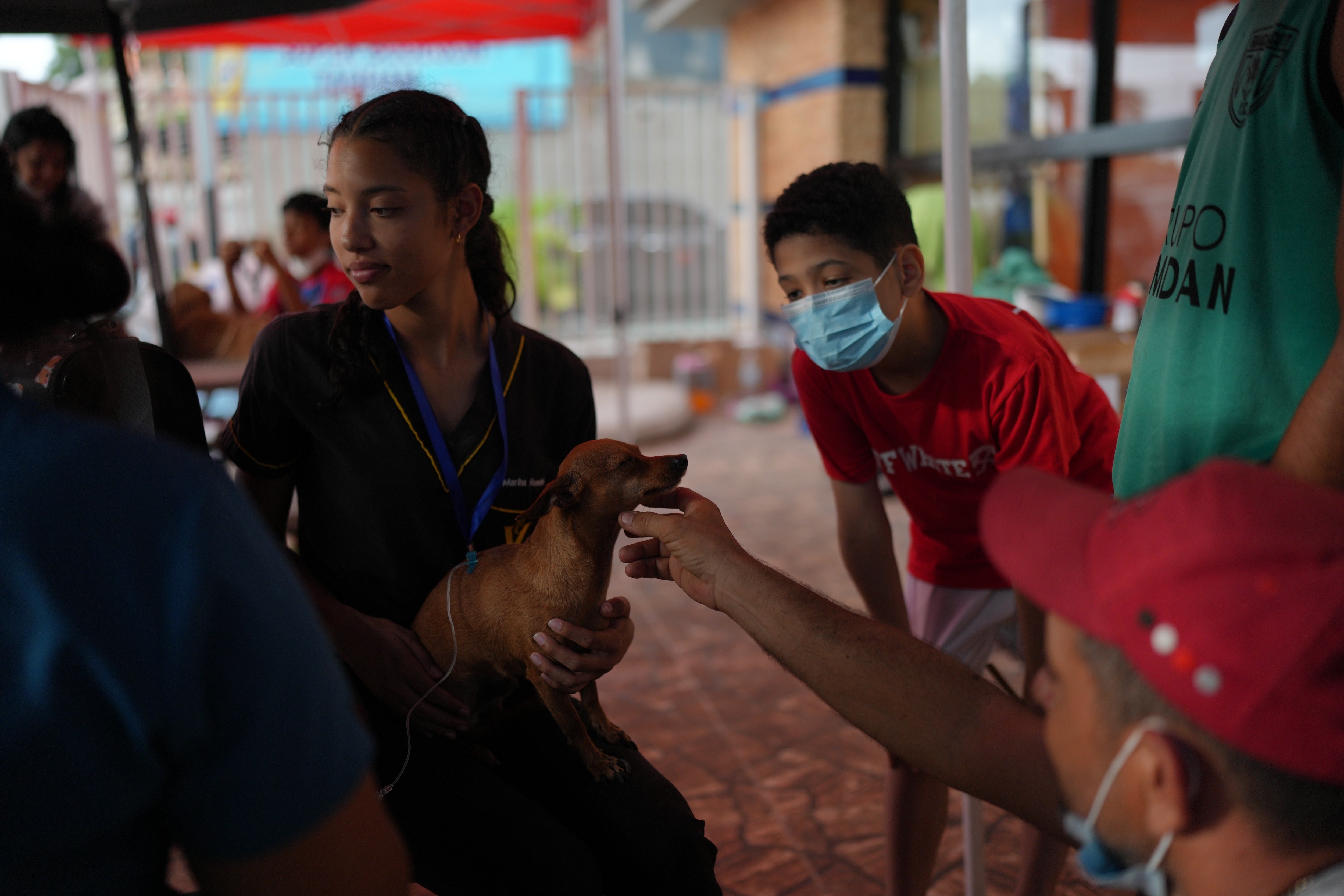 A volunteer holds a dog receiving treatment at a McDonald's restaurant being used as a temporary health center and pet reunification center