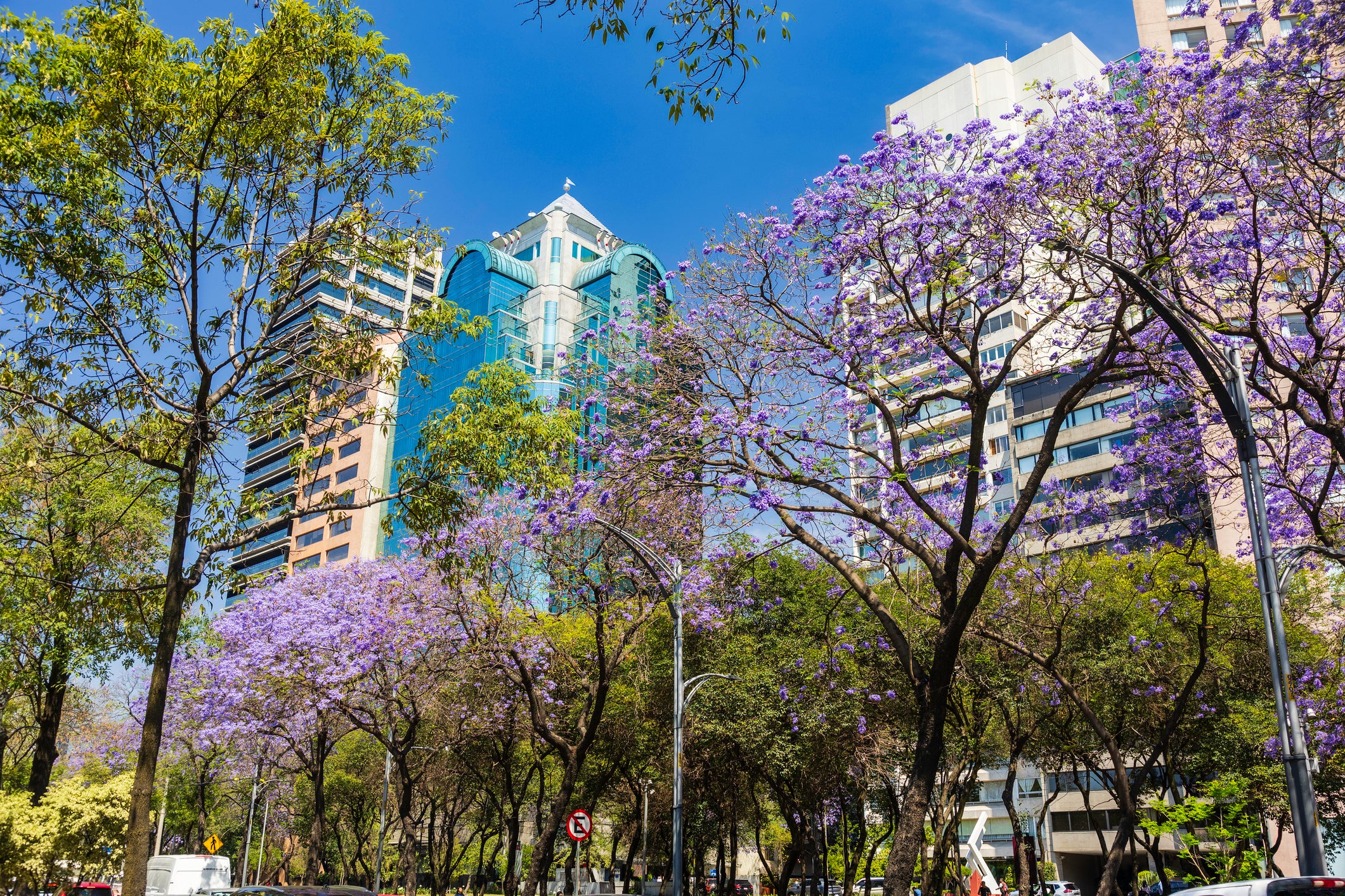Springtime in Chapultepec Park