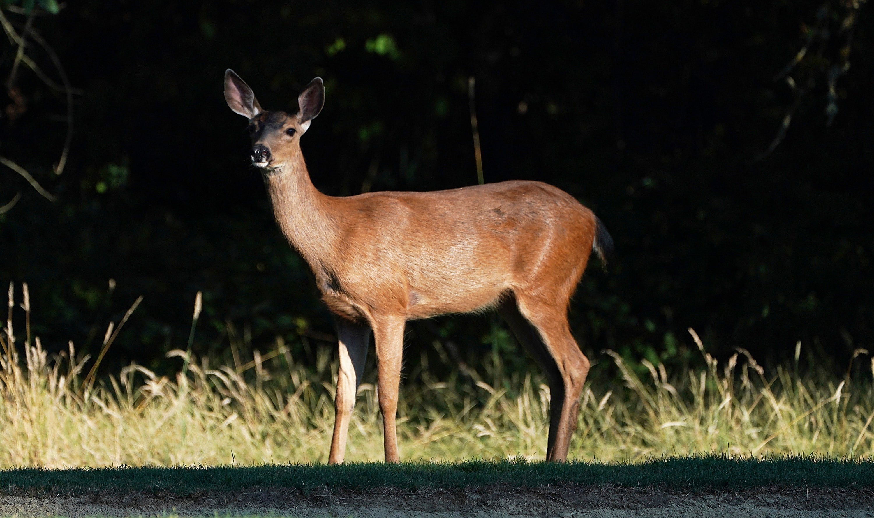 Animal rights advocates move closer to banning hunting in one state – UK Times