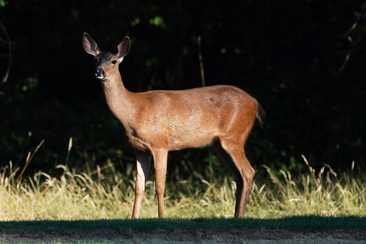 Animal rights advocates move closer to banning hunting in one state