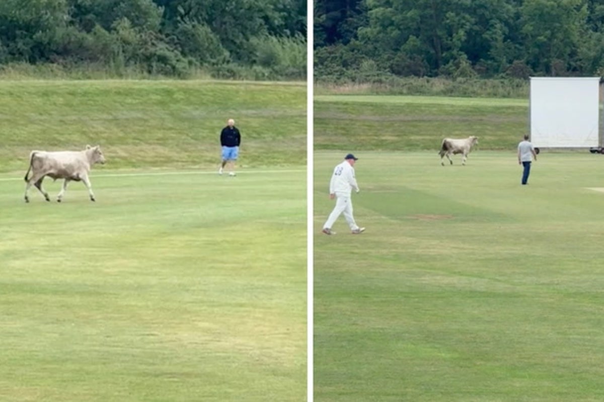 Runaway bull invades cricket pitch and charges at players as match called off
