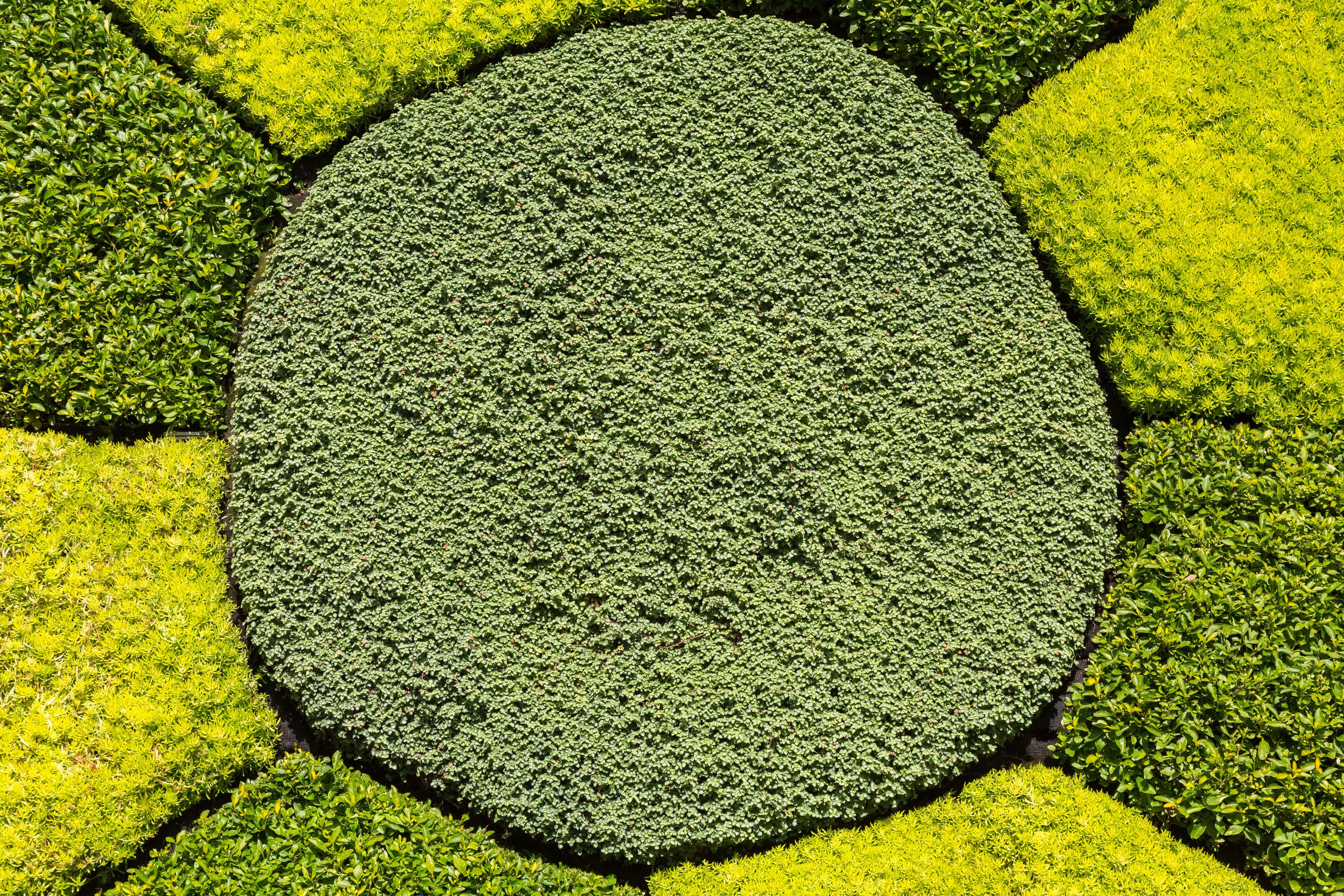 A tapestry lawn with sedum and thyme (Alamy/PA)