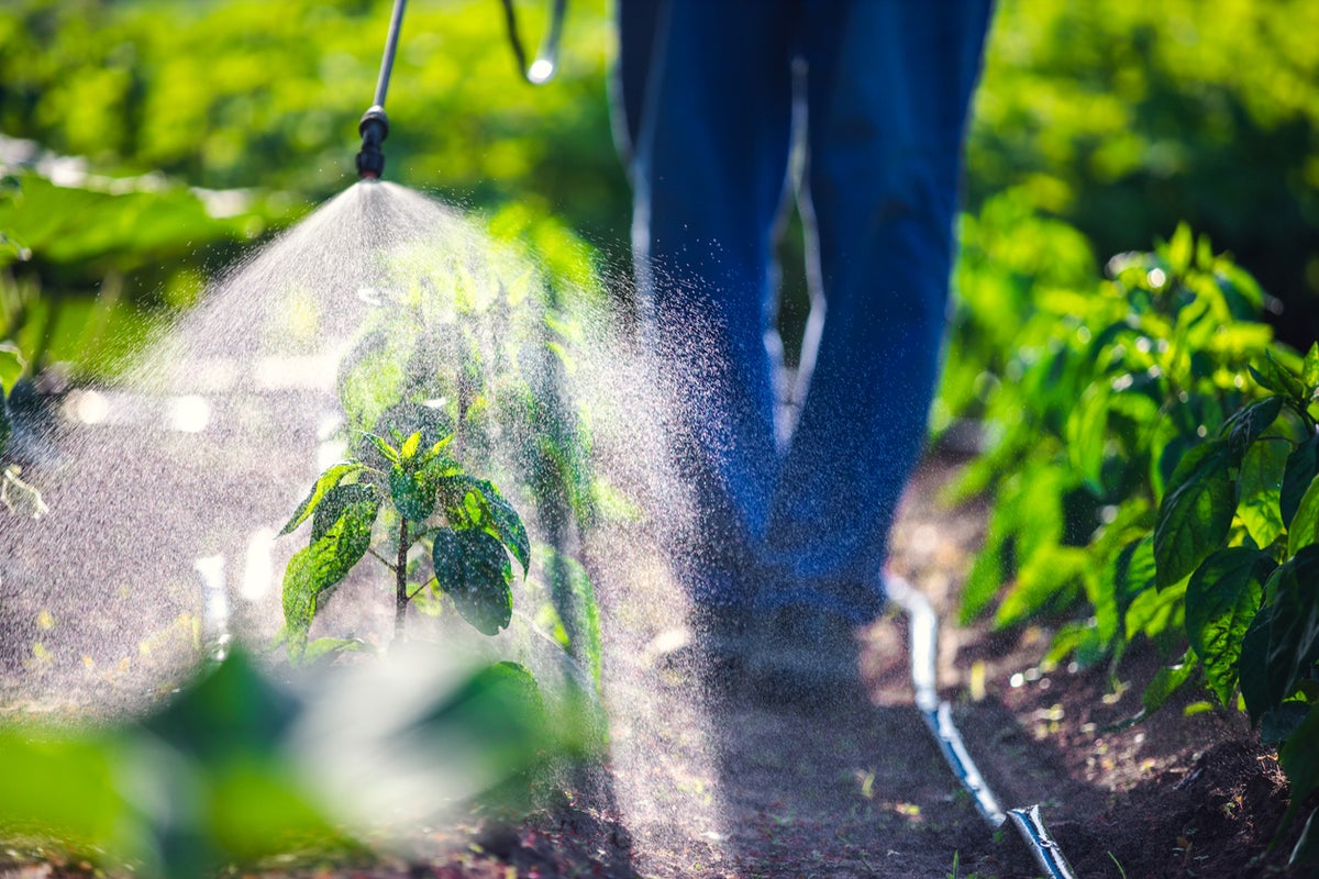 Six children in a wealthy suburb developed rare cancers. Authorities are eyeing pesticides – UK Times Six children in a wealthy suburb developed rare cancers. Authorities are eyeing pesticides – UK Times
