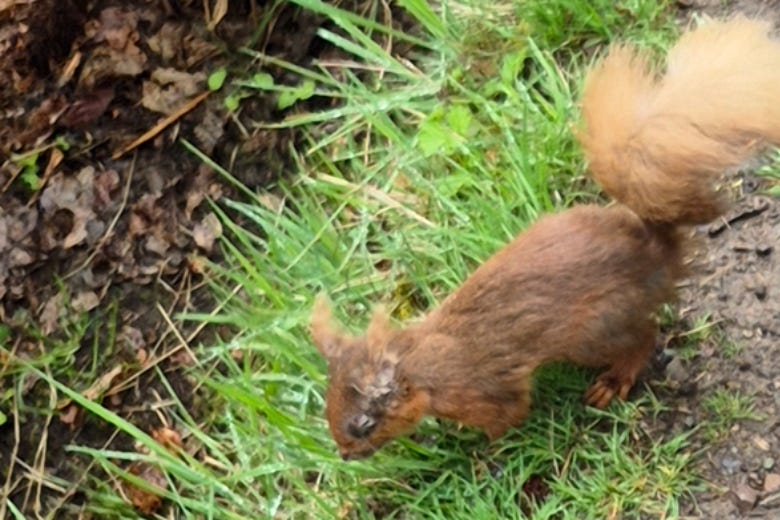 Deadly squirrelpox found in Scotland’s under-threat red squirrels | The ...