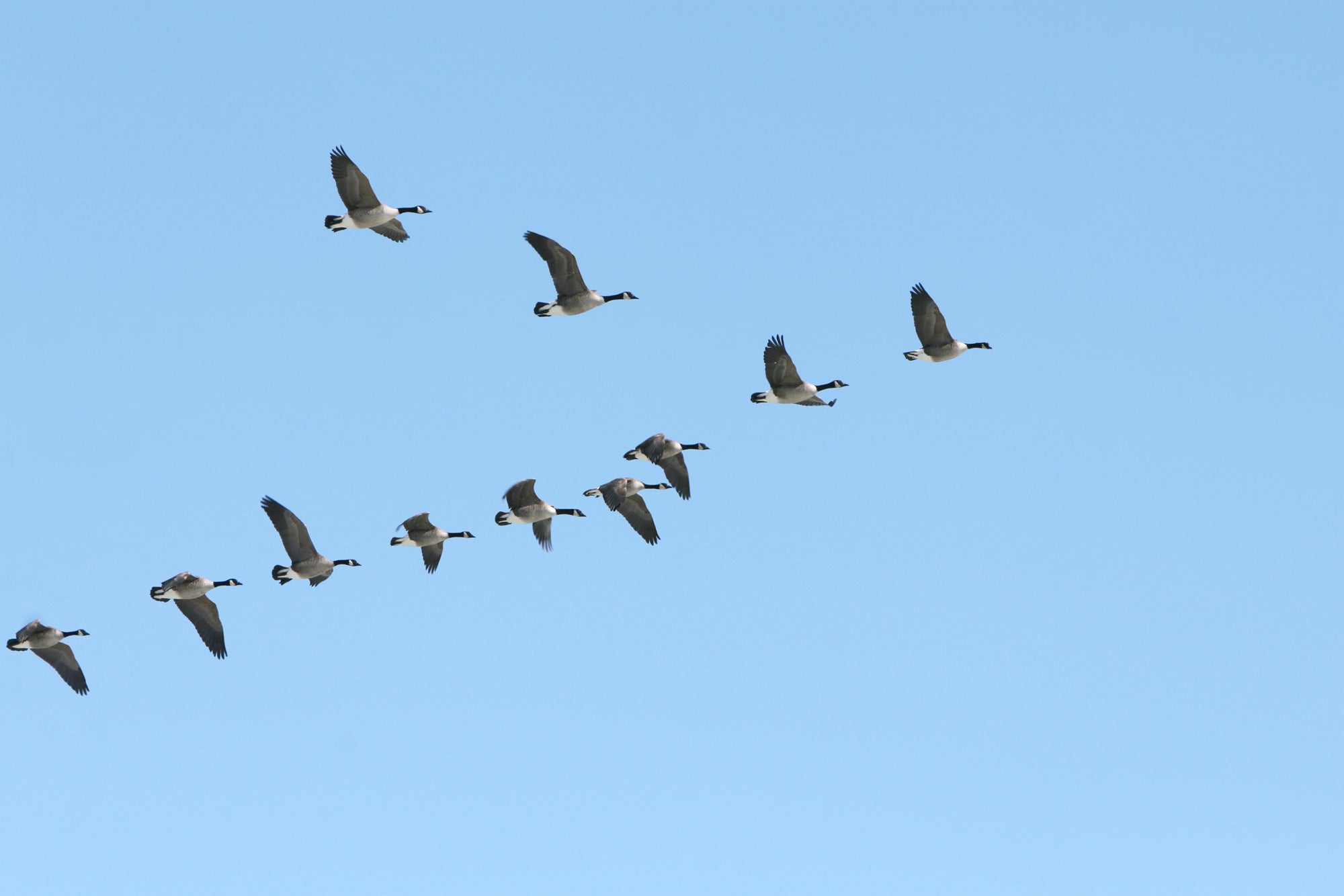 In the spring, birds migrate north across the United States in order to get to where they will be spending their spring and summer