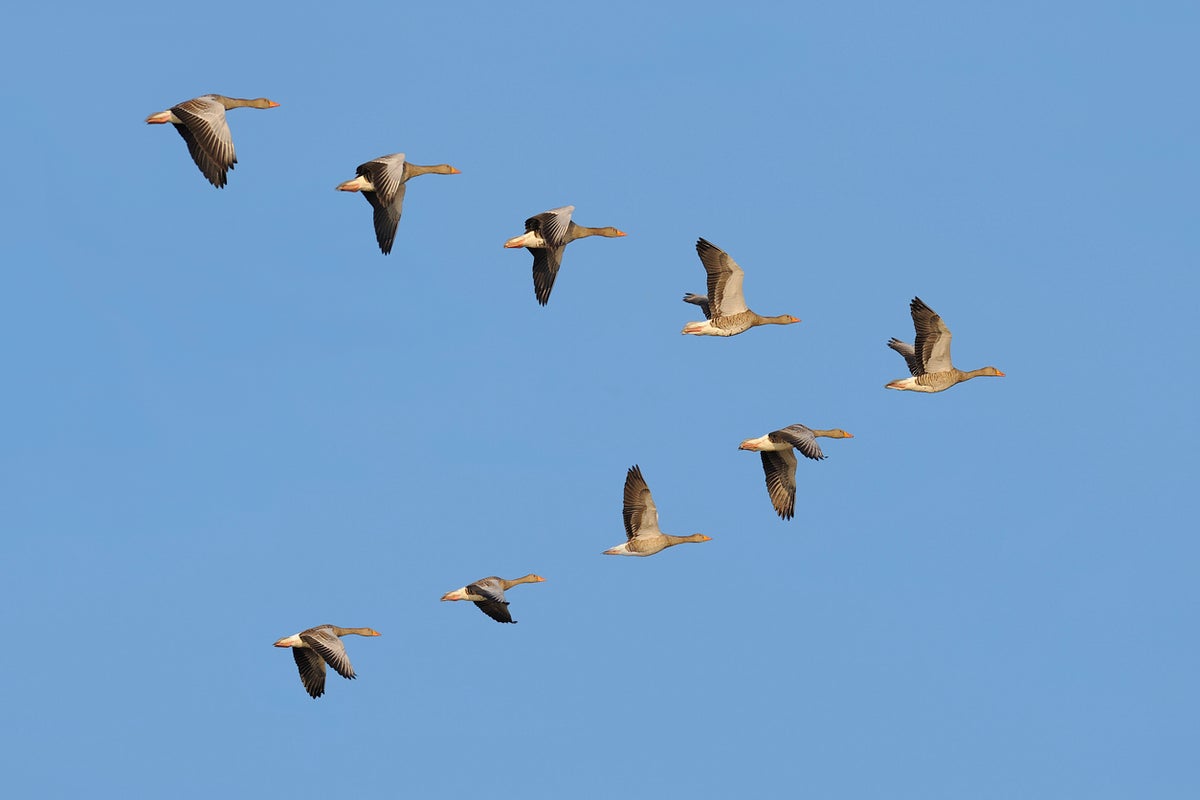 Climate change is shifting the seasons — and birds are paying the price – UK Times Climate change is shifting the seasons — and birds are paying the price – UK Times