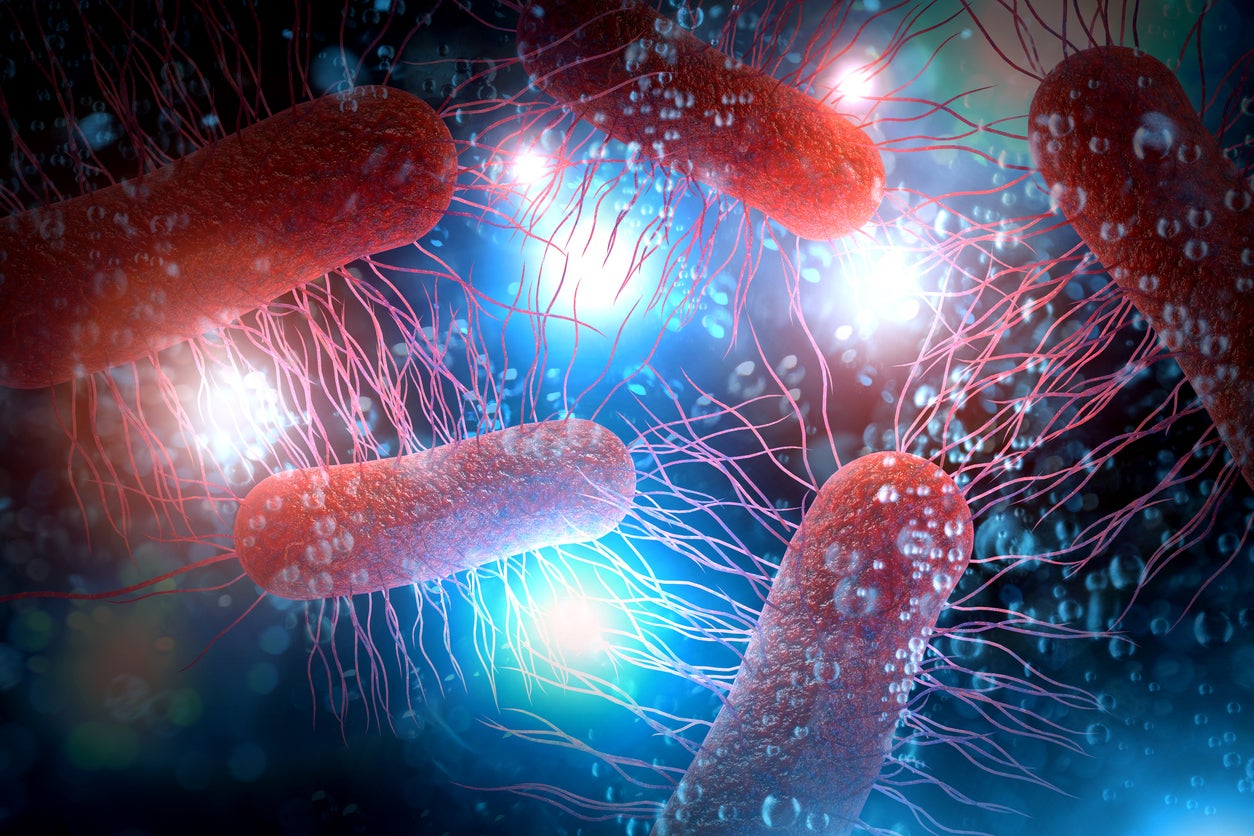 E. coli are bacteria that can make people sick with severe stomach cramps, diarrhea and vomiting