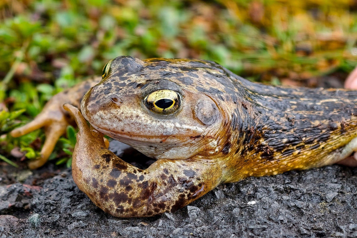 Designers set to spawn new interest in frog gardens Designers set to spawn new interest in frog gardens