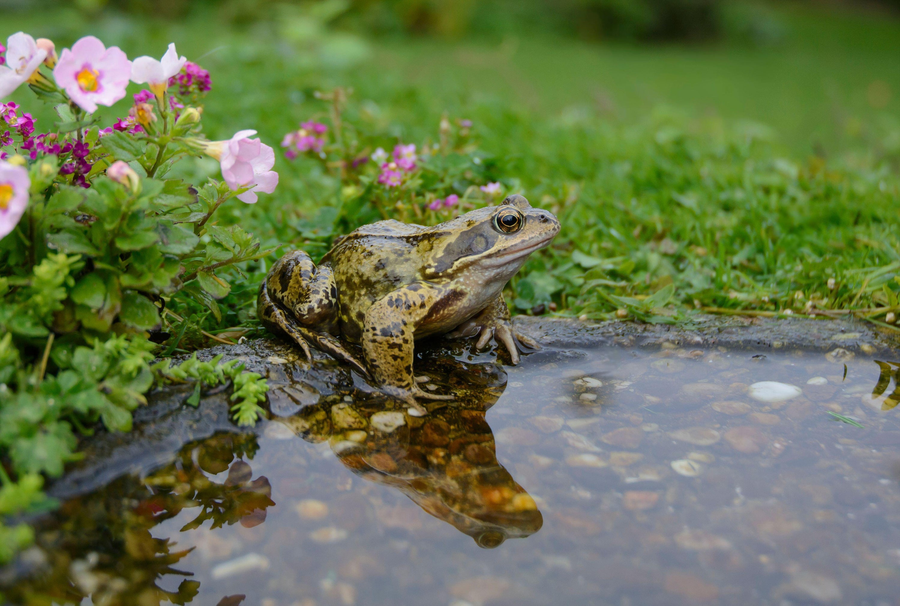 ‘The presence of a pond will almost definitely guarantee you frogs.’