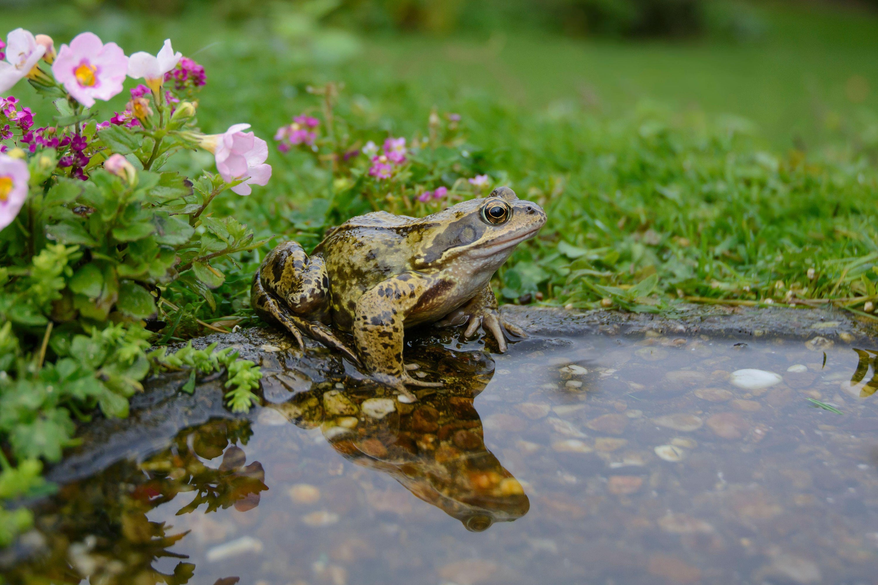 ‘The presence of a pond will almost definitely guarantee you frogs.’ (PA)