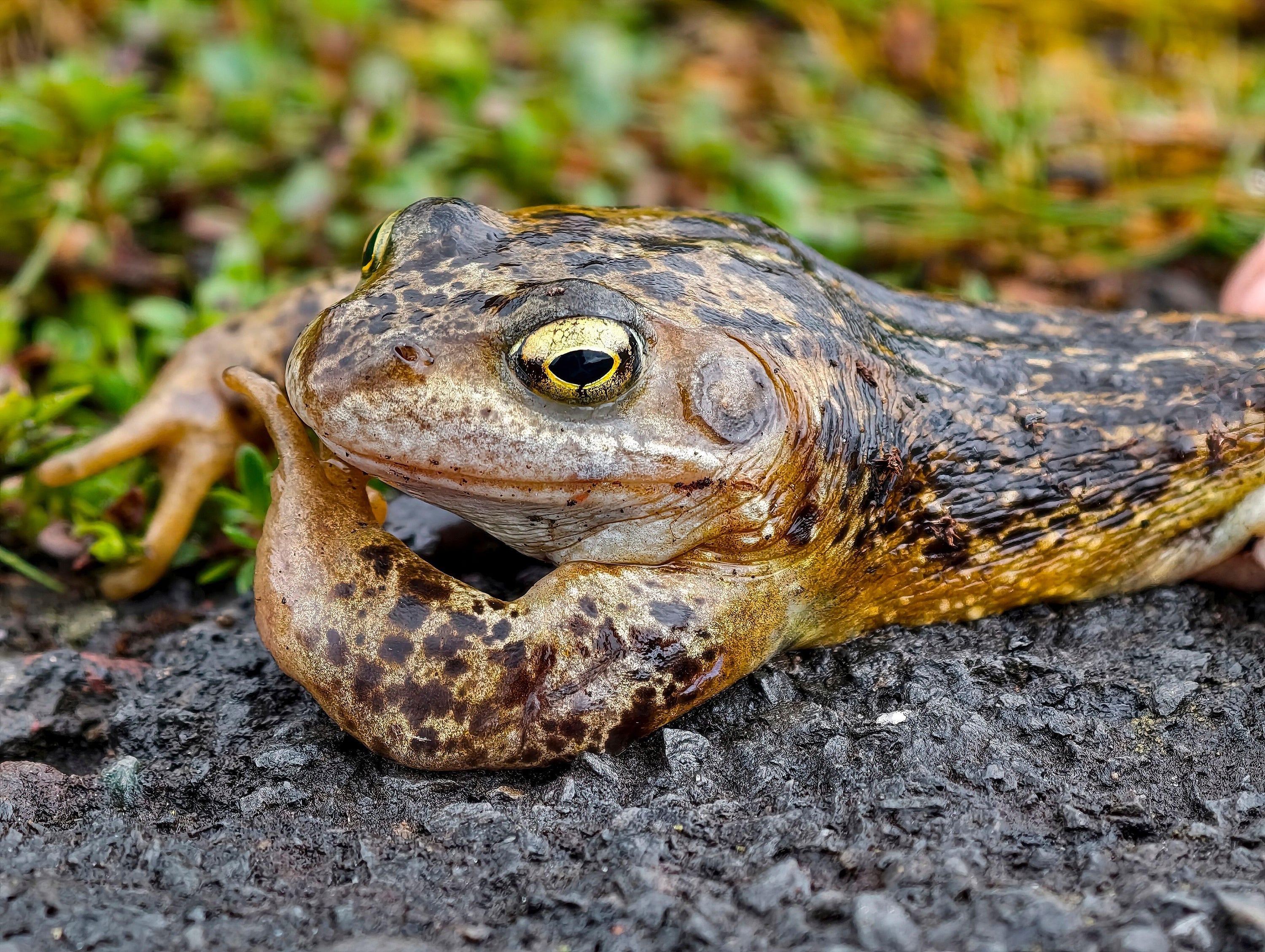 ‘Frogs are a good indicator of whether you have water in your garden.’