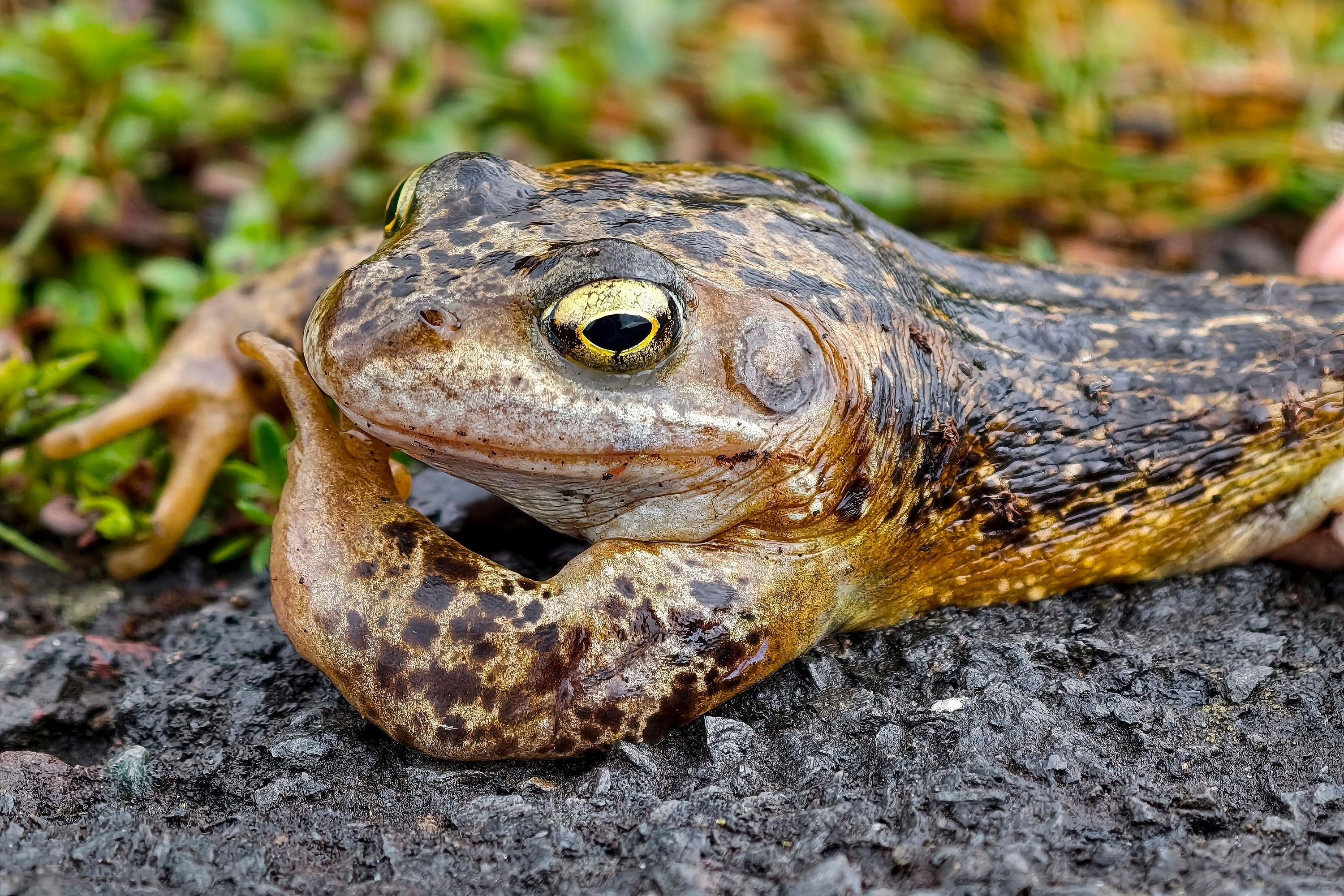 ‘Frogs are a good indicator of whether you have water in your garden.’ (PA)