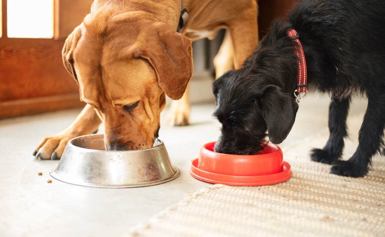 Pedigree dog food has been recalled over possible metal and plastic contamination that could cause choking