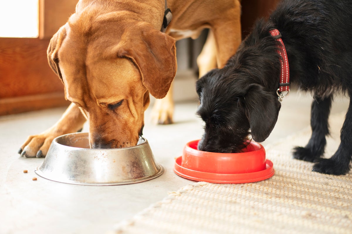 Pedigree dog food recalled in the US over ‘sharp metal’ choking risk Pedigree dog food recalled in the US over ‘sharp metal’ choking risk