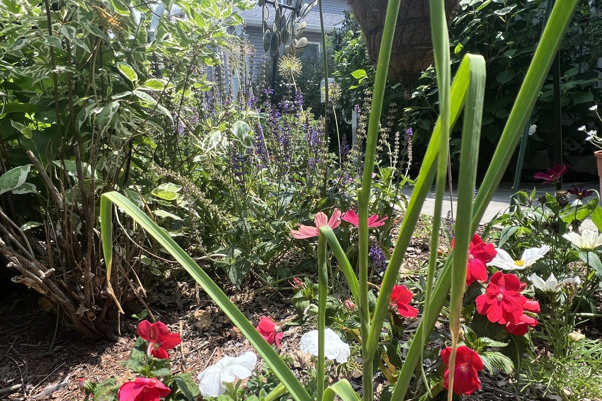 A vegetable garden doesn’t need full sun – these plants can thrive in the shade – UK Times A vegetable garden doesn’t need full sun – these plants can thrive in the shade – UK Times