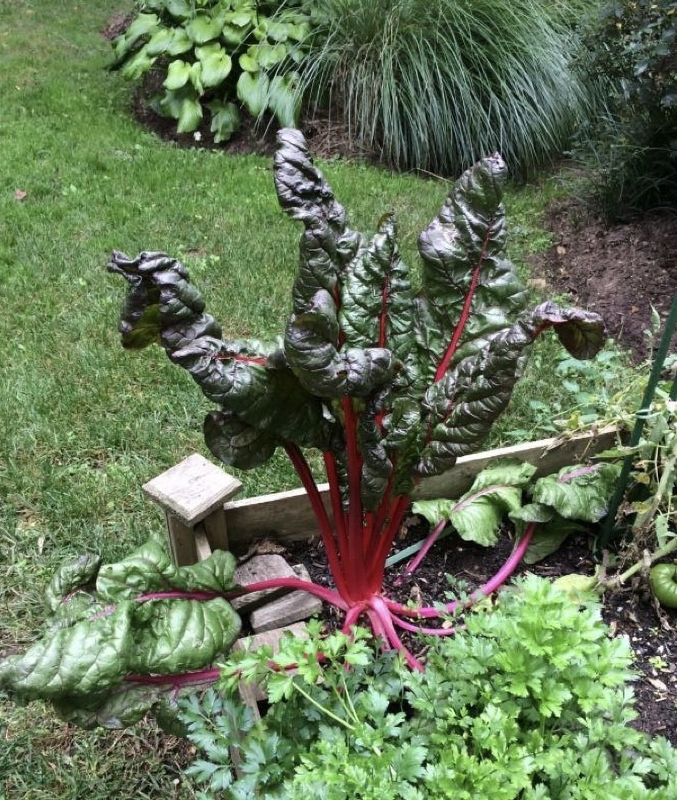 Rainbow chard grows in a partially shady garden bed on Long Island