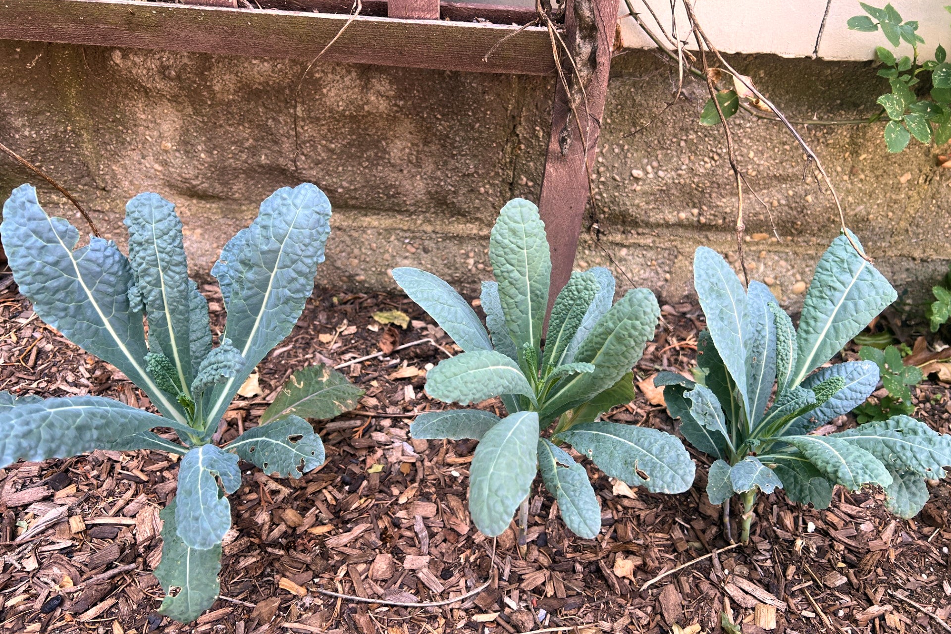 Kale appears in a partly shady foundation bed