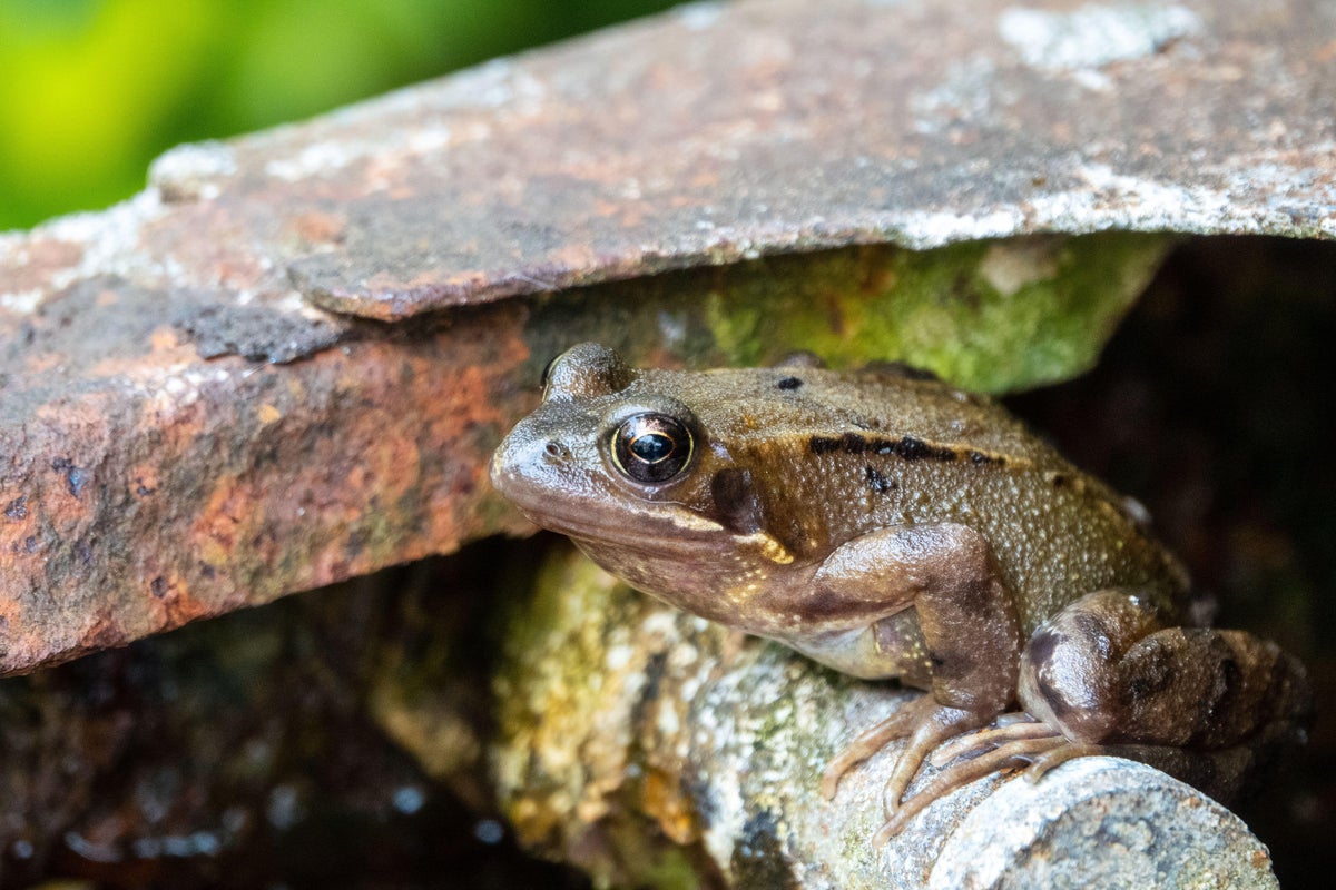 How can I create a frog garden – and what are the benefits? – UK Times How can I create a frog garden – and what are the benefits? – UK Times
