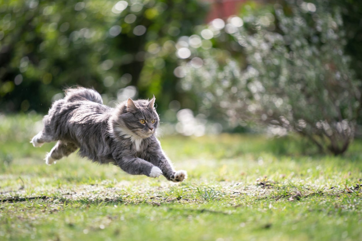 We wanted to know all of the species they eat – and to what degree free-ranging cats are eating endangered or threatened specie