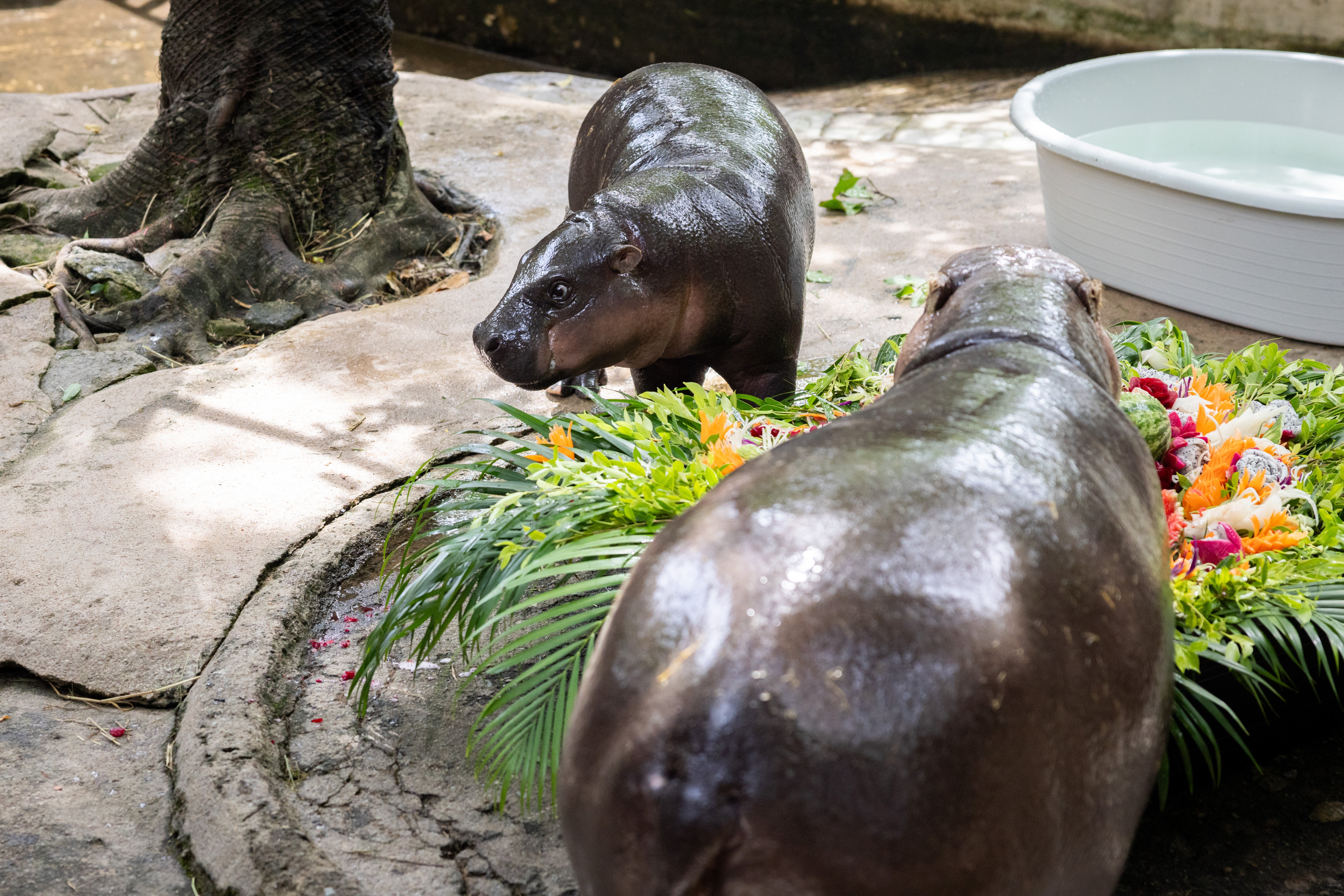 Moo Deng eats a cake with her mother Jonah during her first birthday celebration at the Khao Kheow Open Zoo in 2025