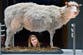 What we’ve learned about cloning since Dolly the sheep’s birth 30 years ago