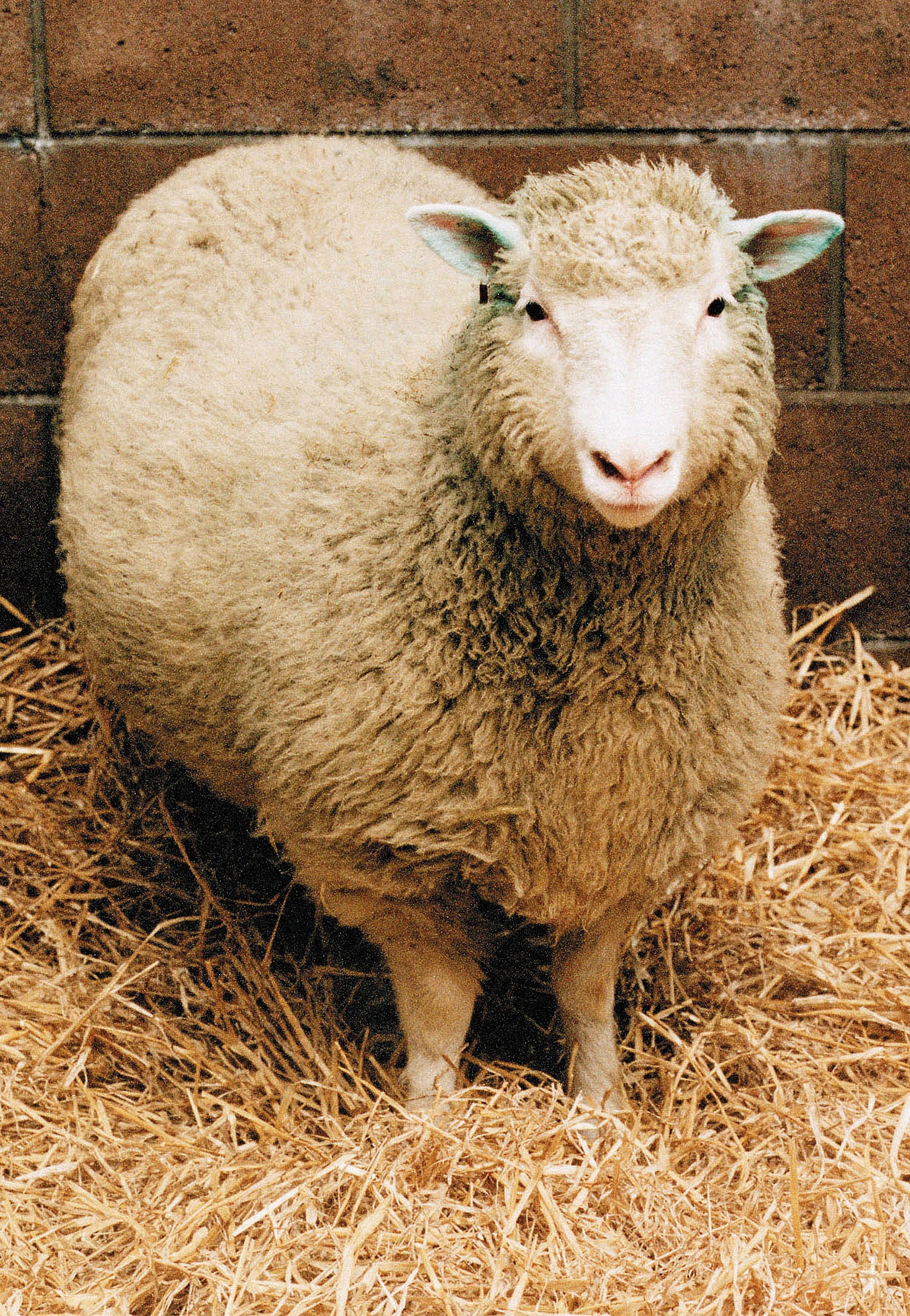 Since Dolly was born 30 years ago, what we learned from her cloning has improved disease research, agriculture and conservation