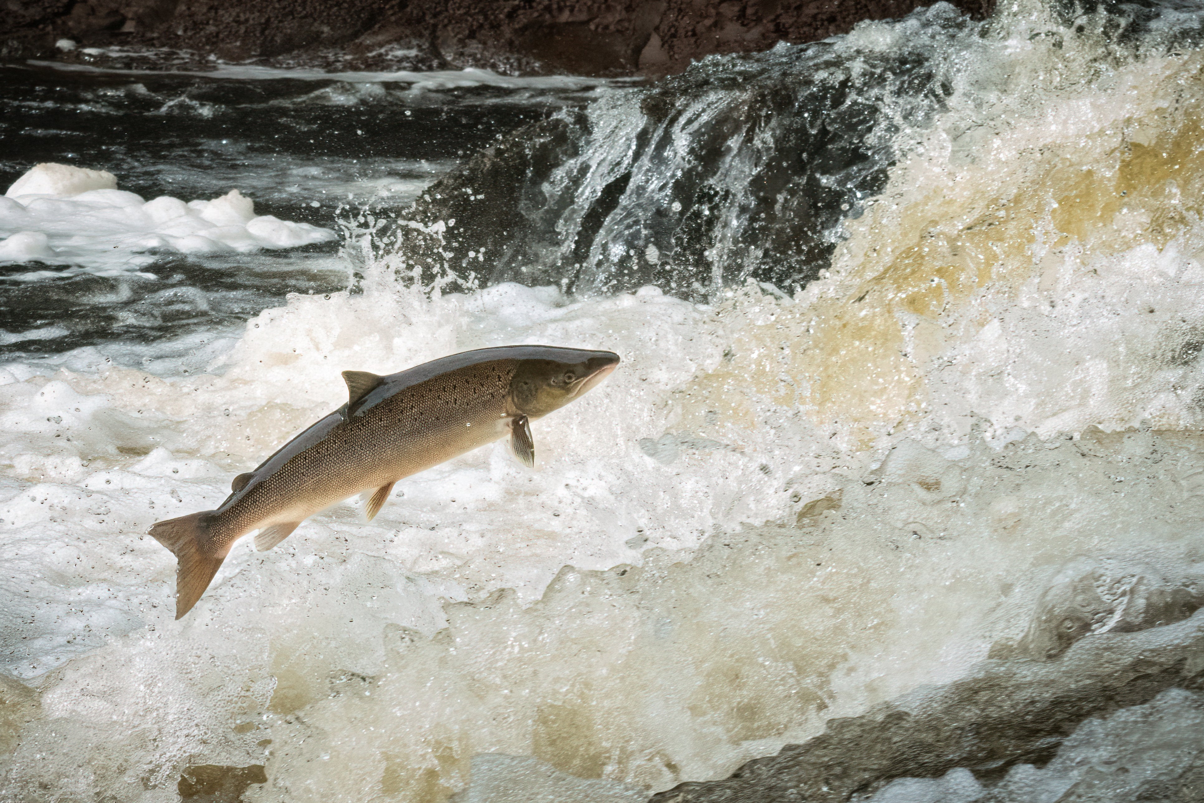 The River Spey is well known for hosting a population of Atlantic salmon. (Getty Images)