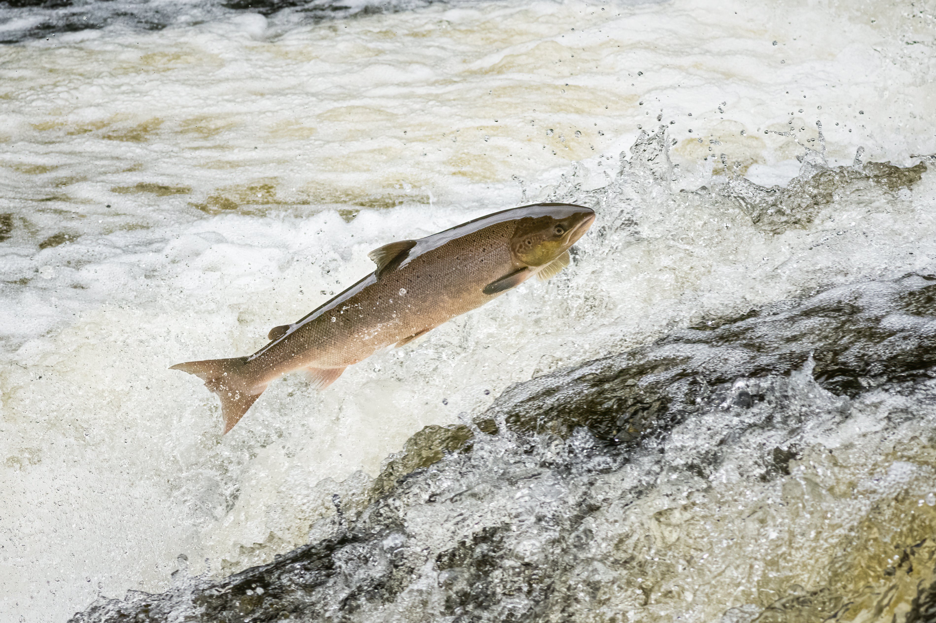Scotland&rsquo;s wild Atlantic salmon under threat amid drinking water extraction row