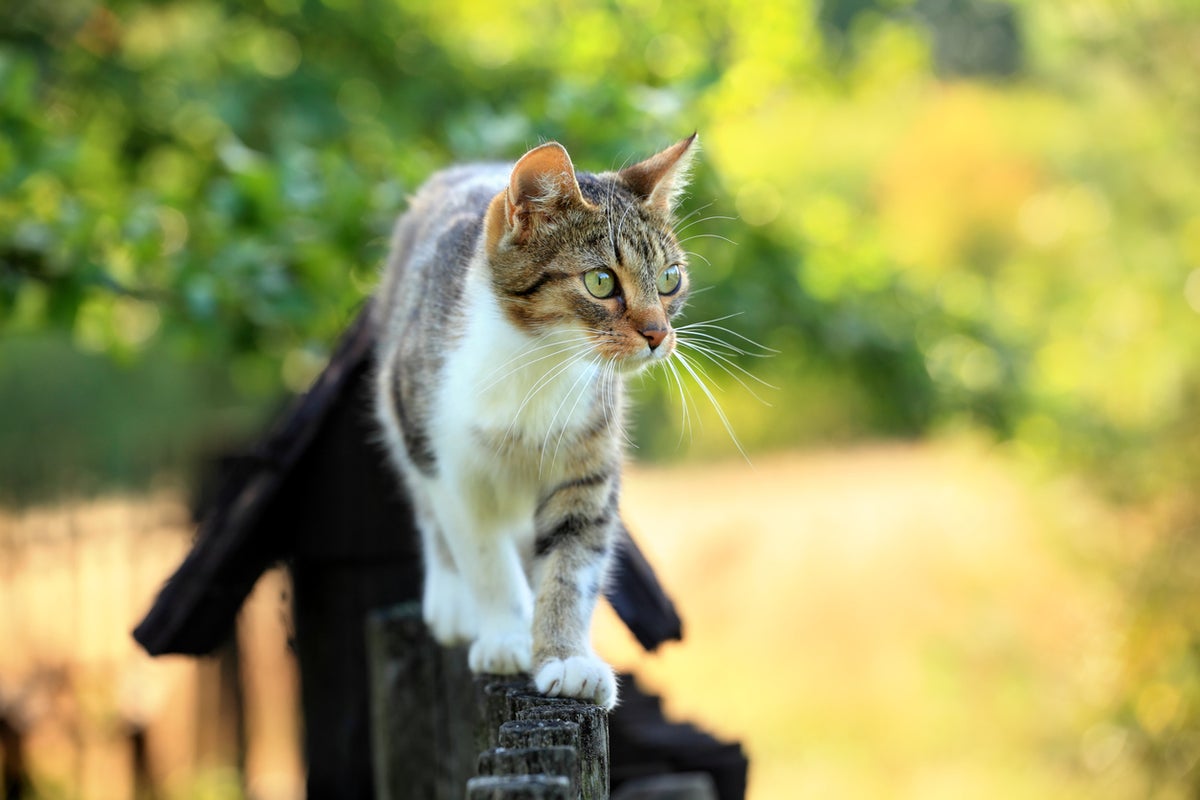 What your cat is really eating when it goes outside – UK Times What your cat is really eating when it goes outside – UK Times