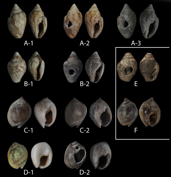Seashell specimens collected near the cave