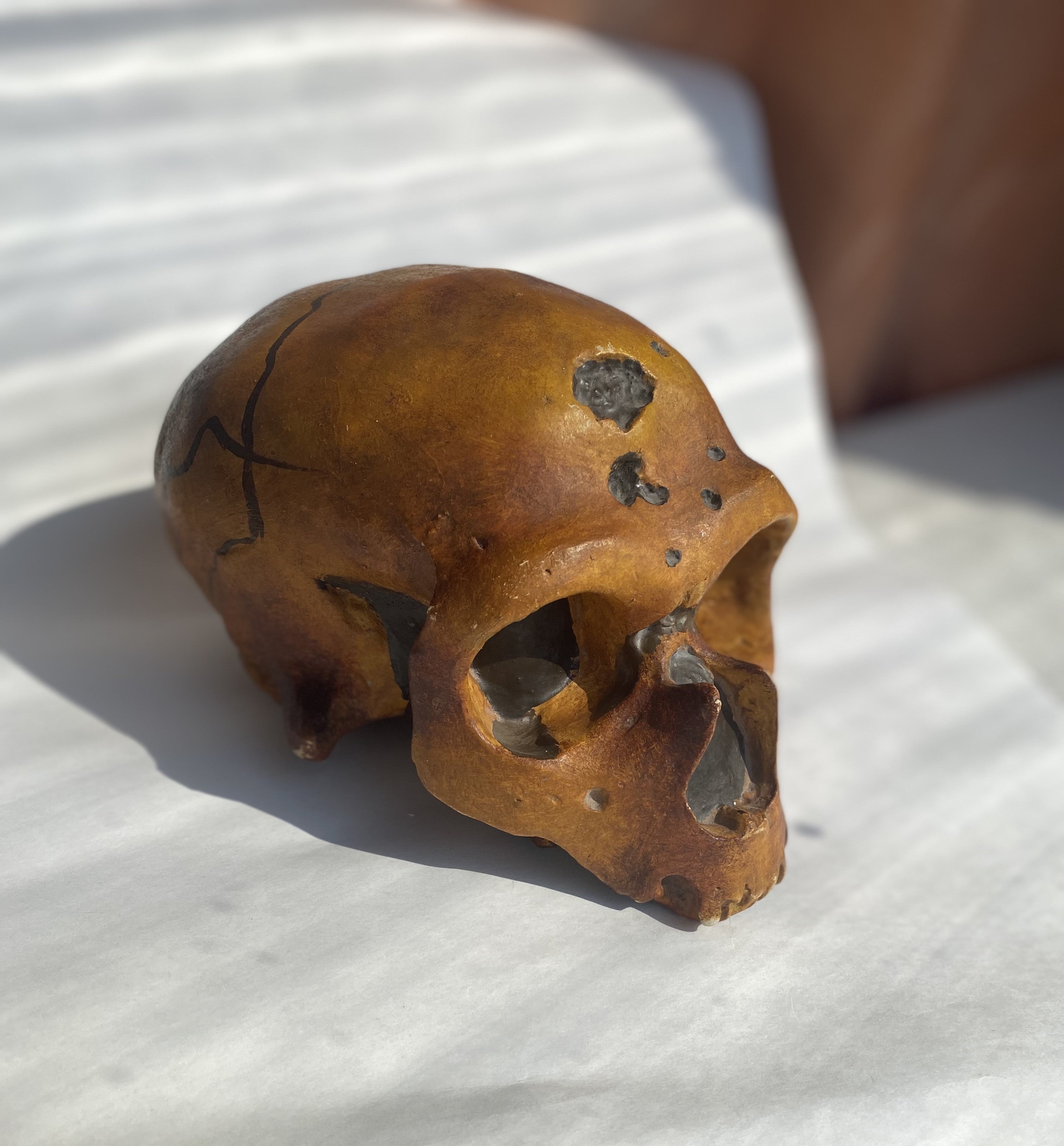 The skull of a Neanderthal