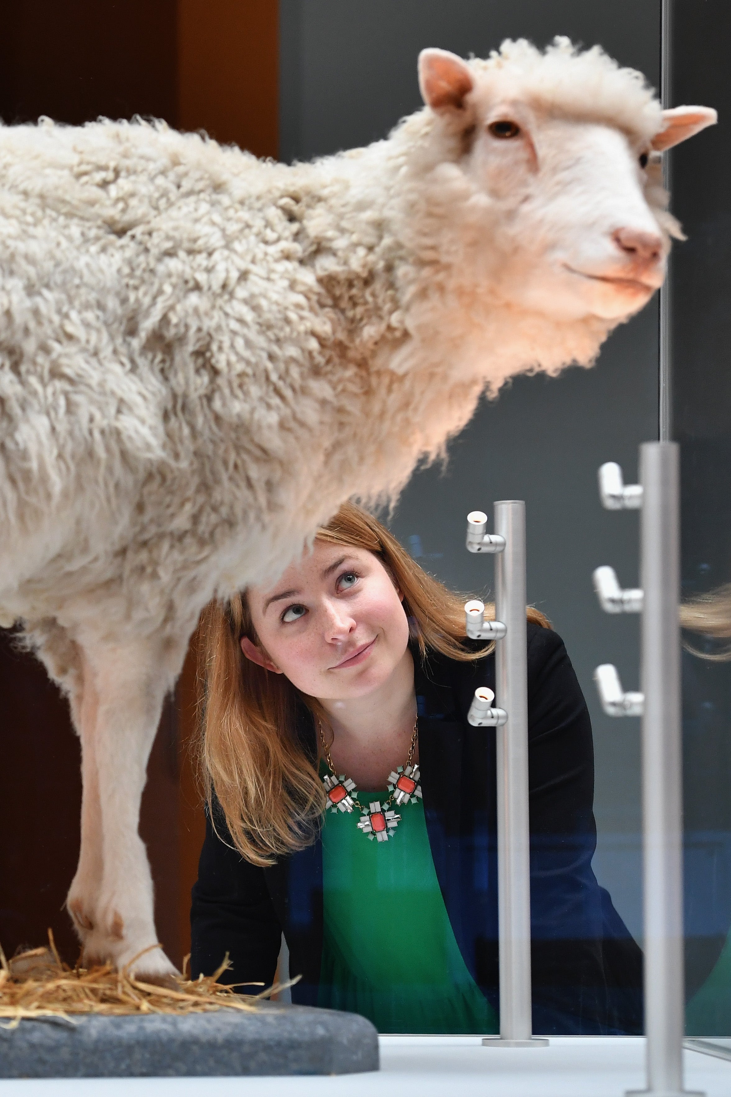 Despite advances in technology, cloning mammals is still inefficient
